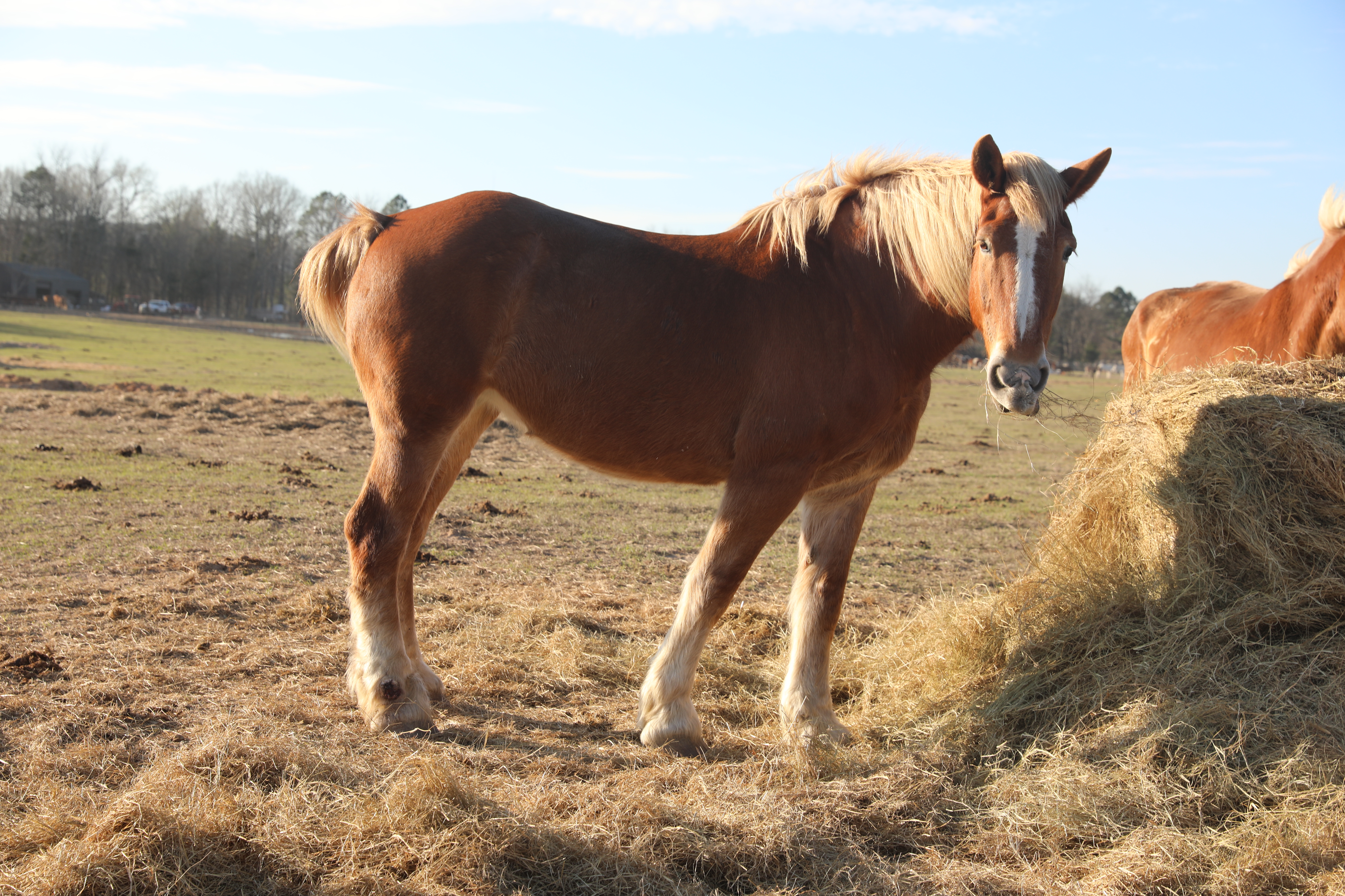 silver (copy) silver (copy)