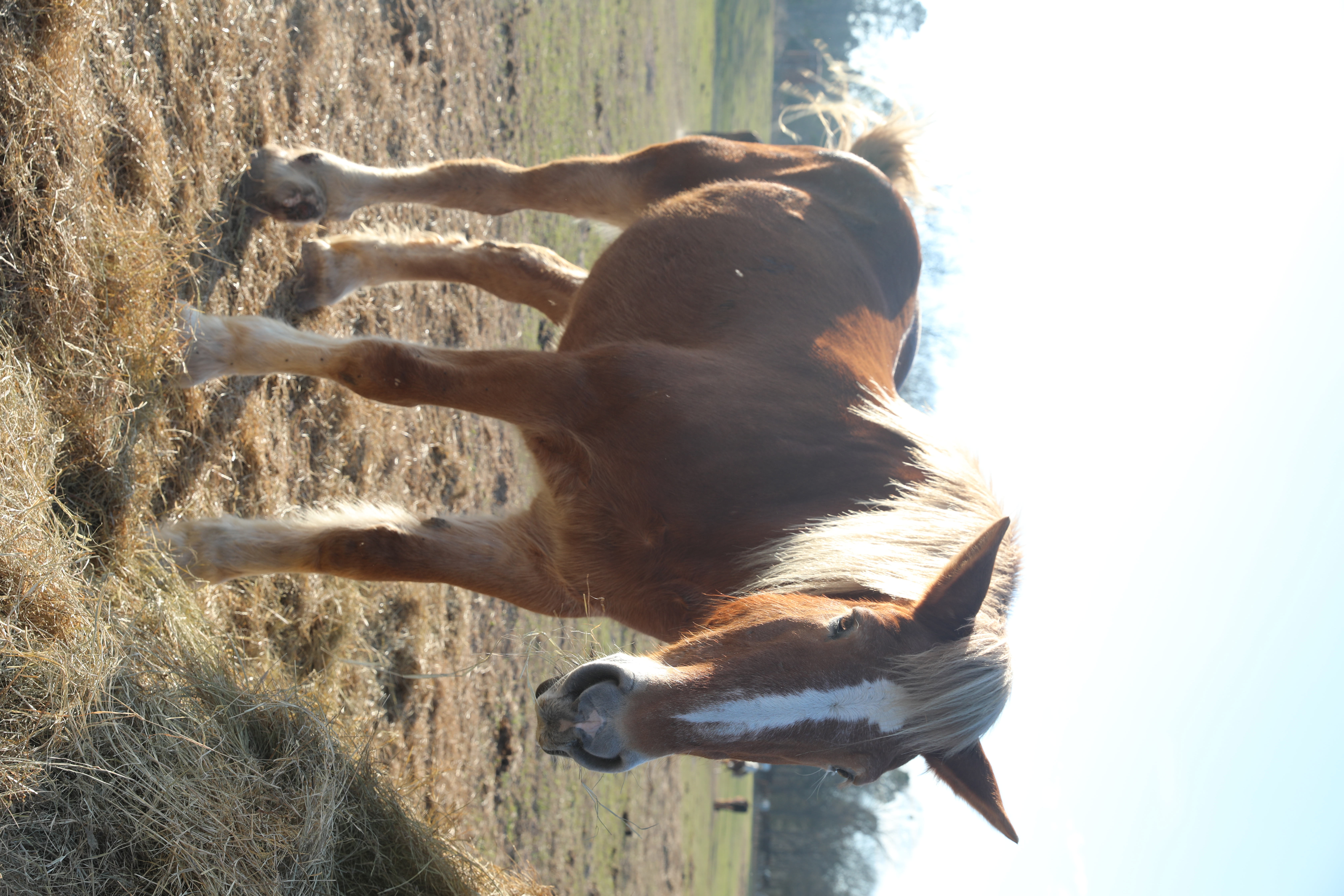 silver (copy) silver (copy)