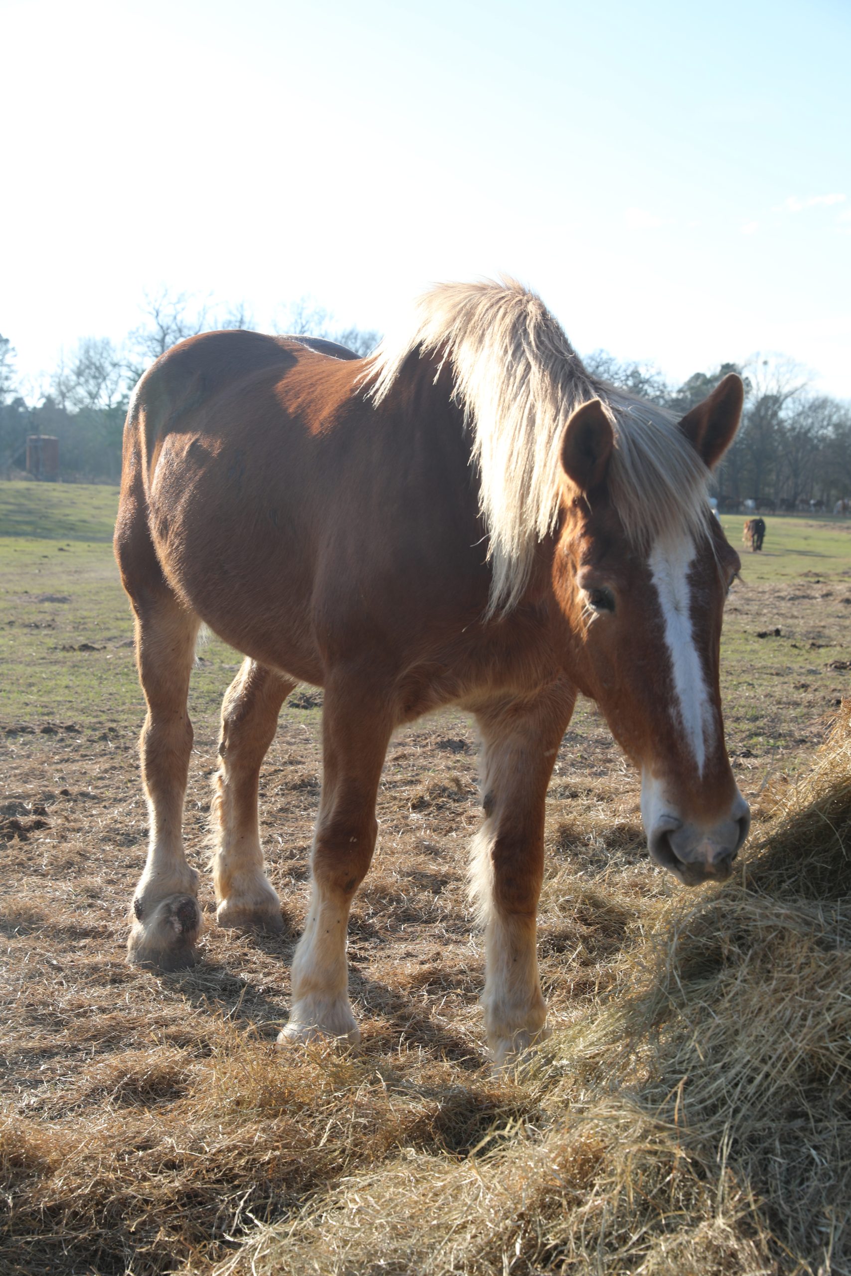 silver (copy) silver (copy)