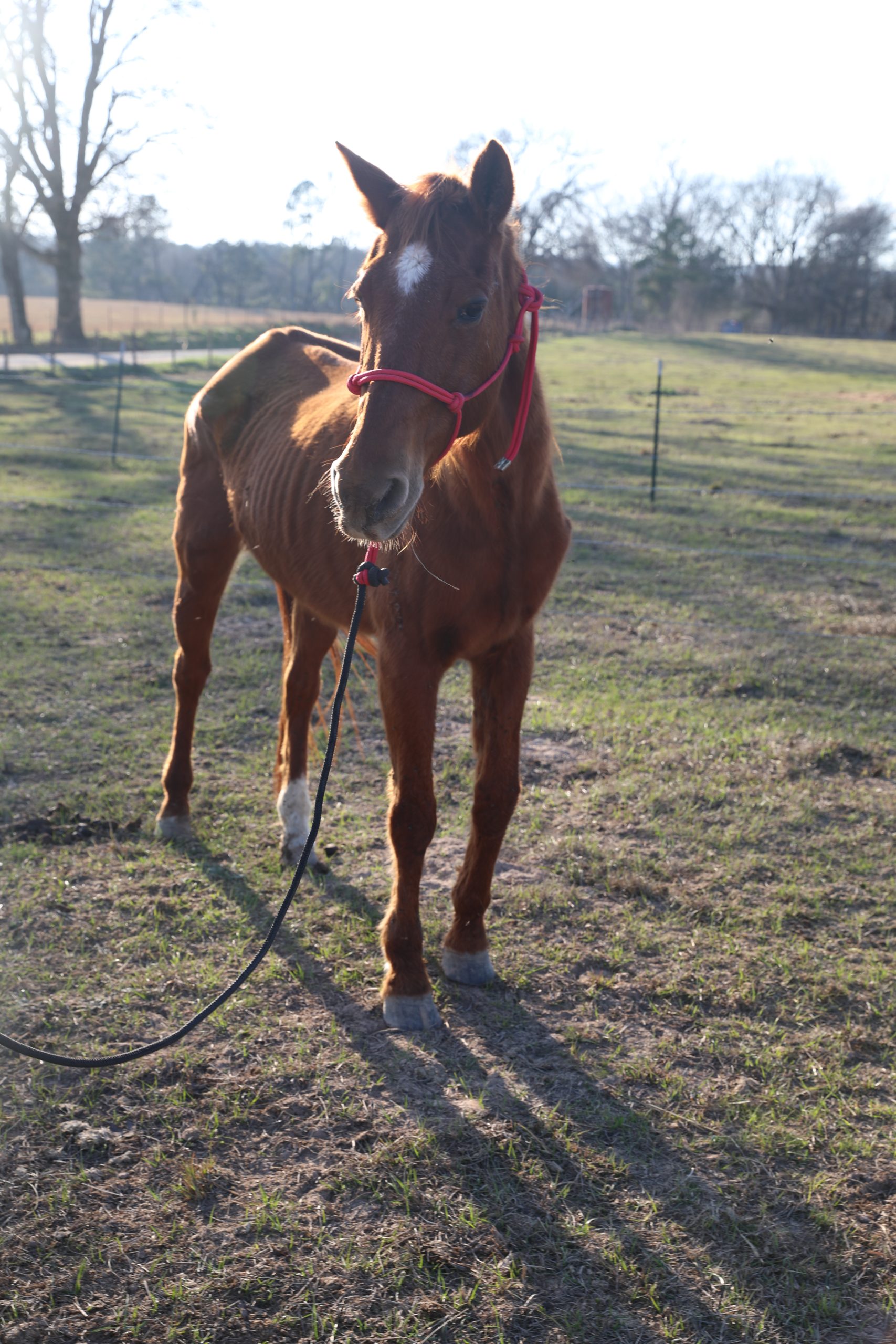 rosie (copy) rosie (copy)