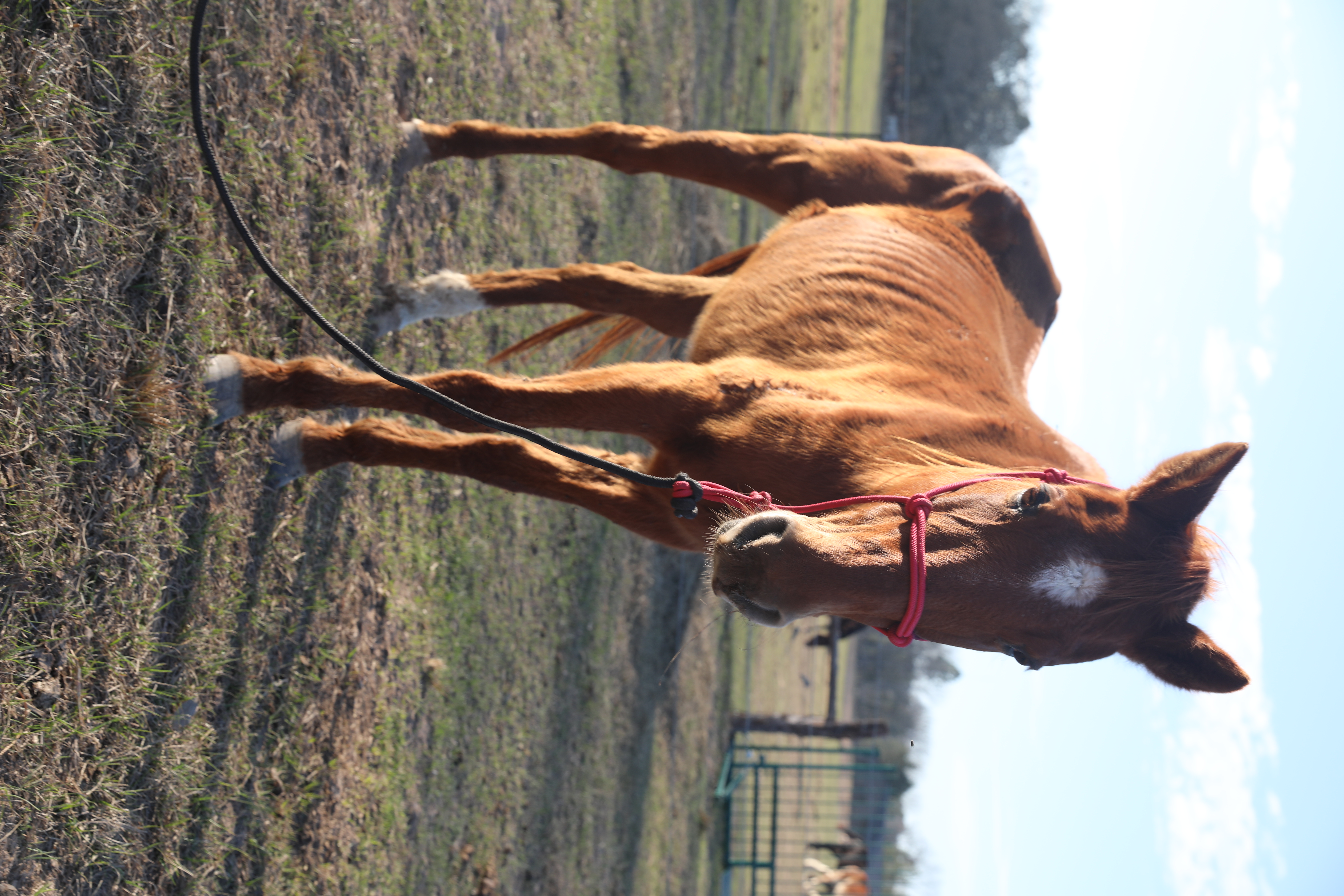 rosie (copy) rosie (copy)