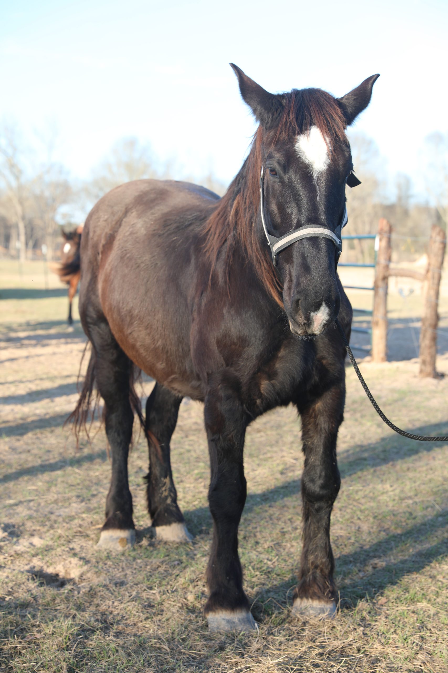 ross (copy) ross (copy)