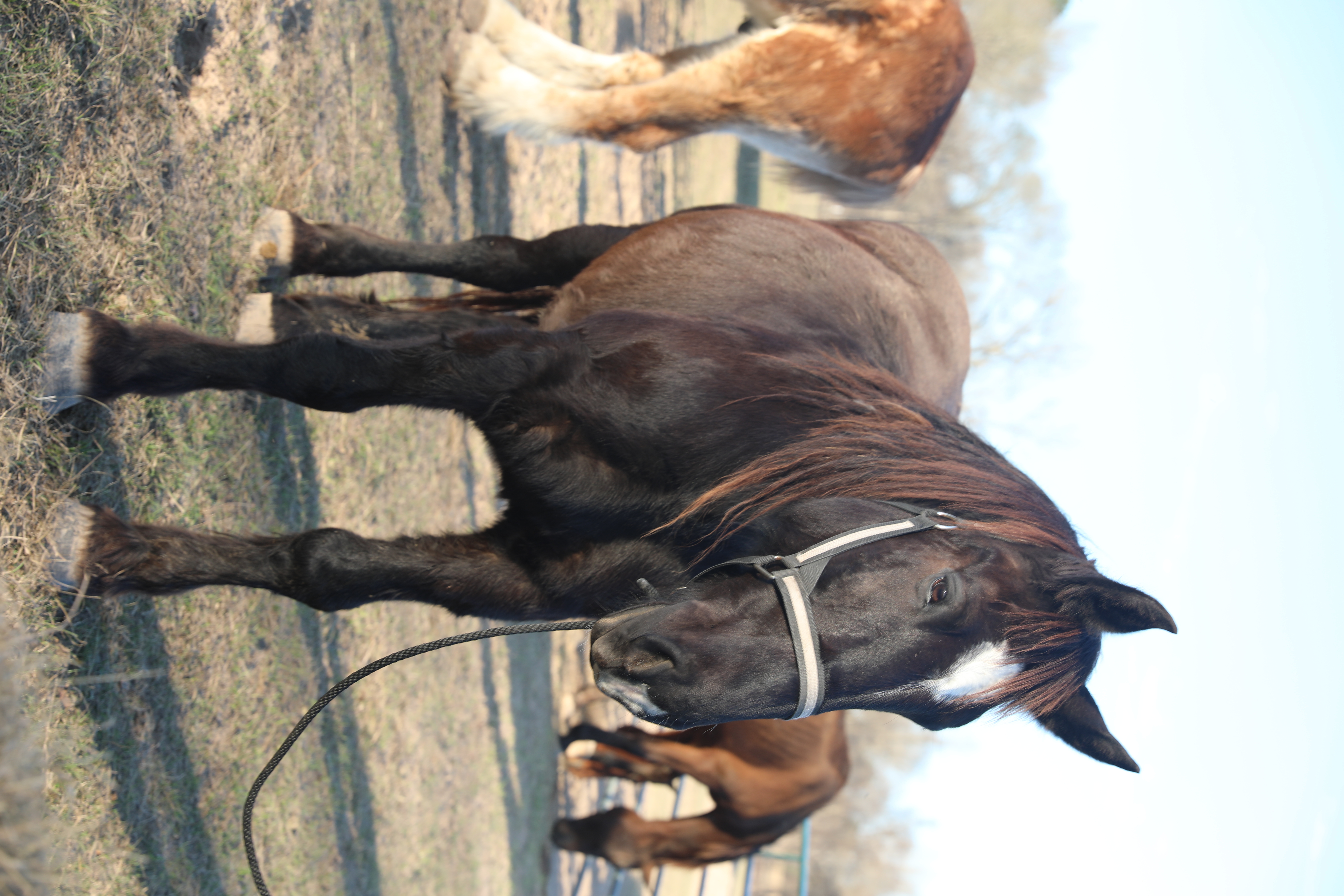 ross (copy) ross (copy)