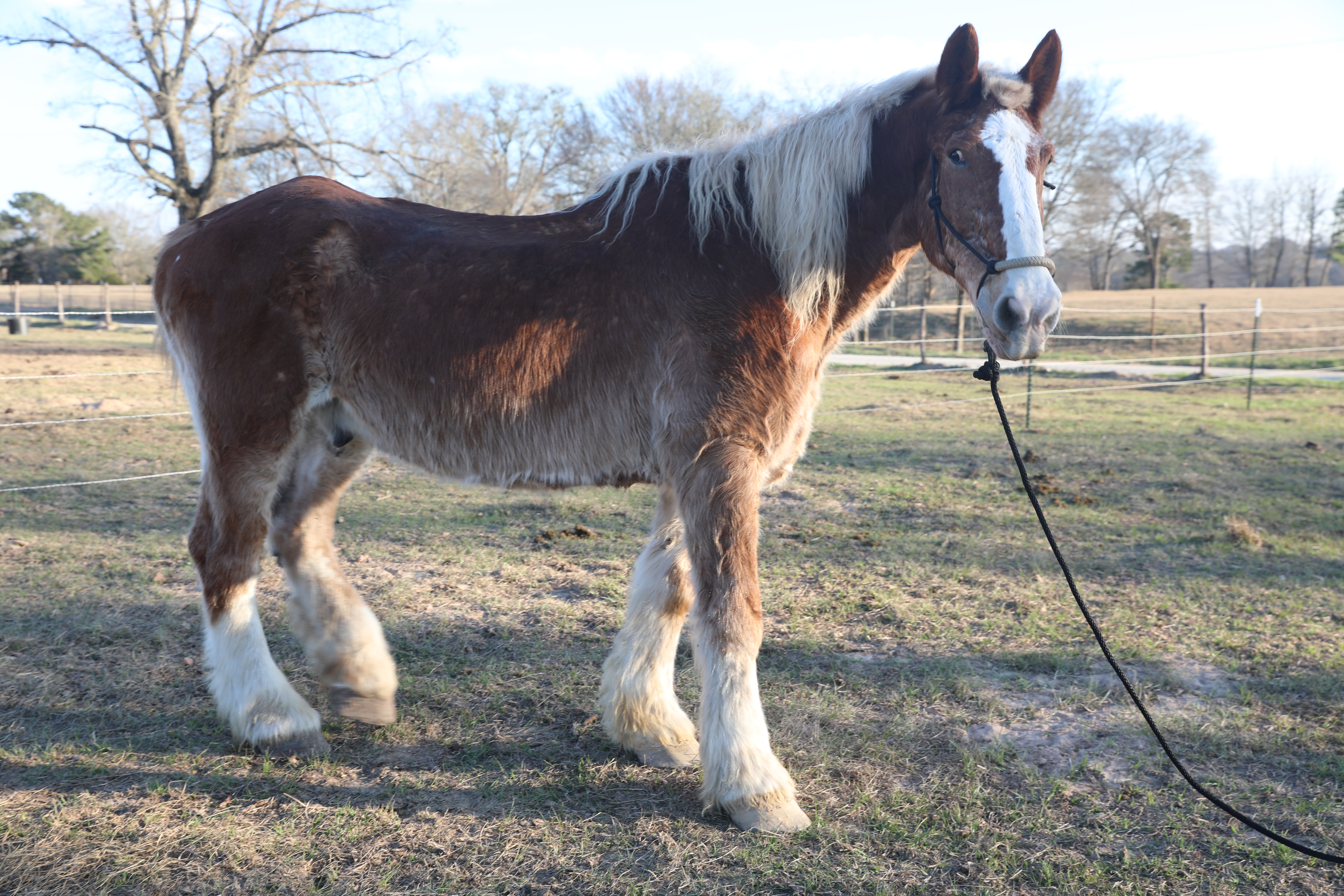 dumbo (copy) dumbo (copy)