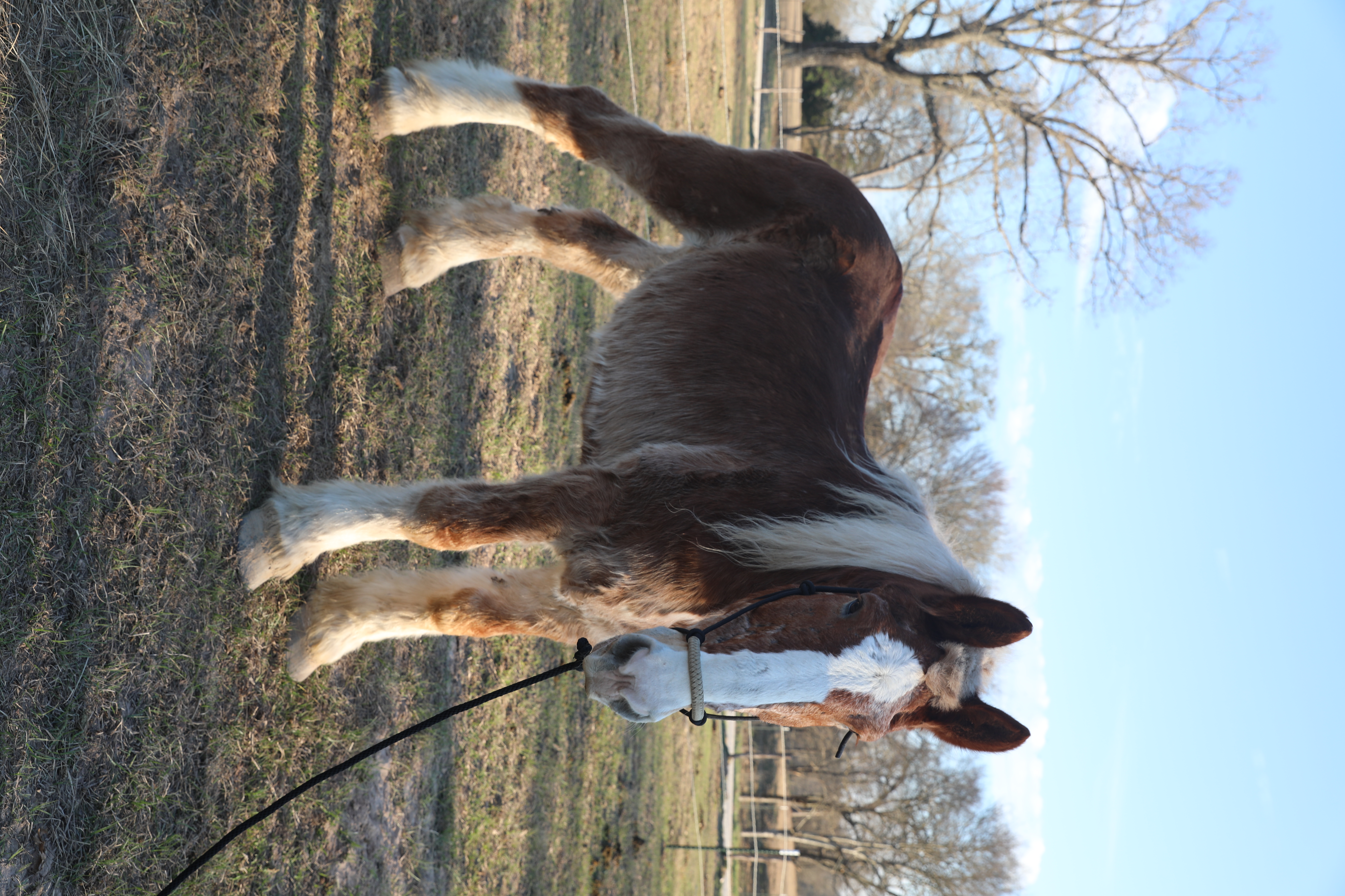 dumbo (copy) dumbo (copy)