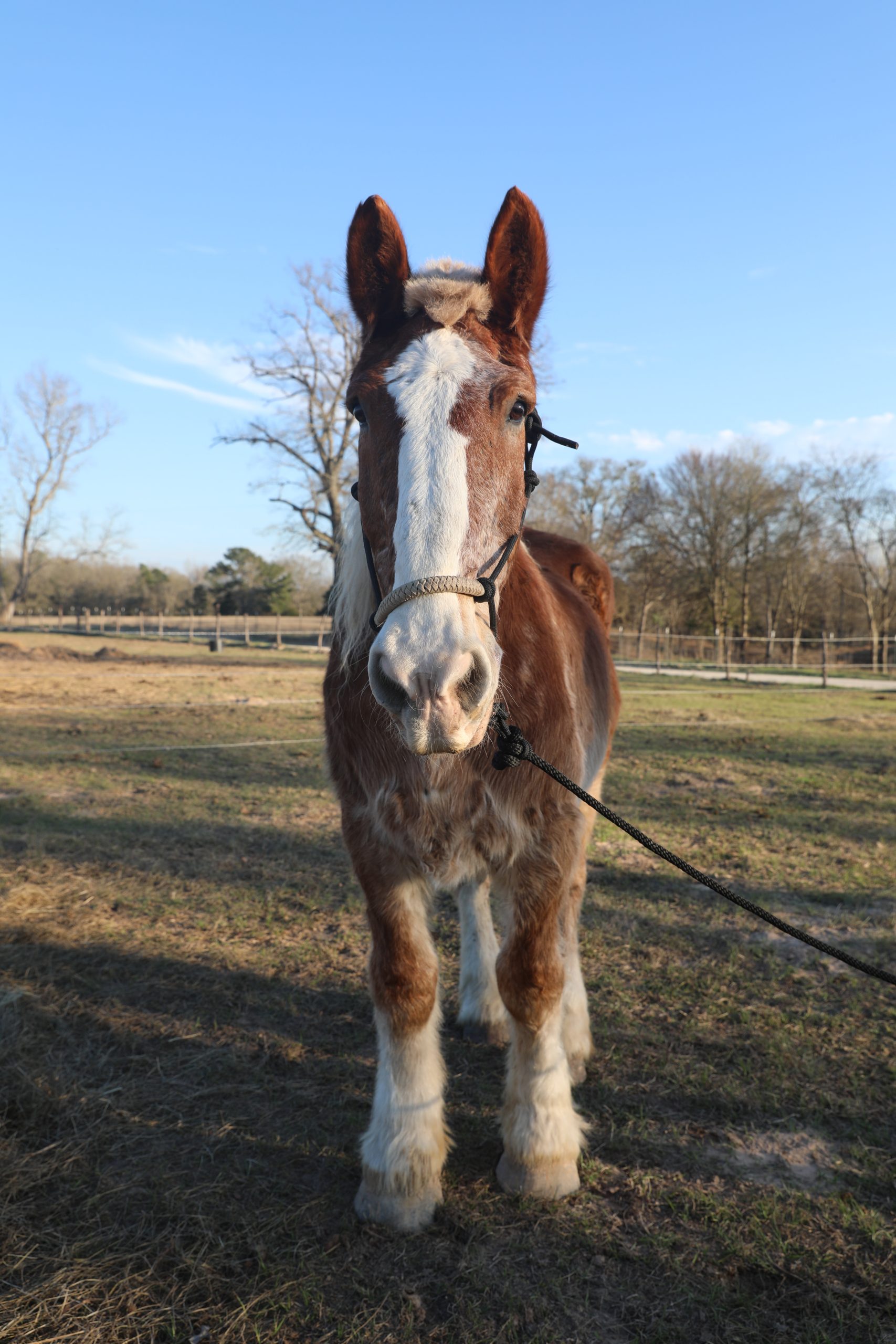 dumbo (copy) dumbo (copy)