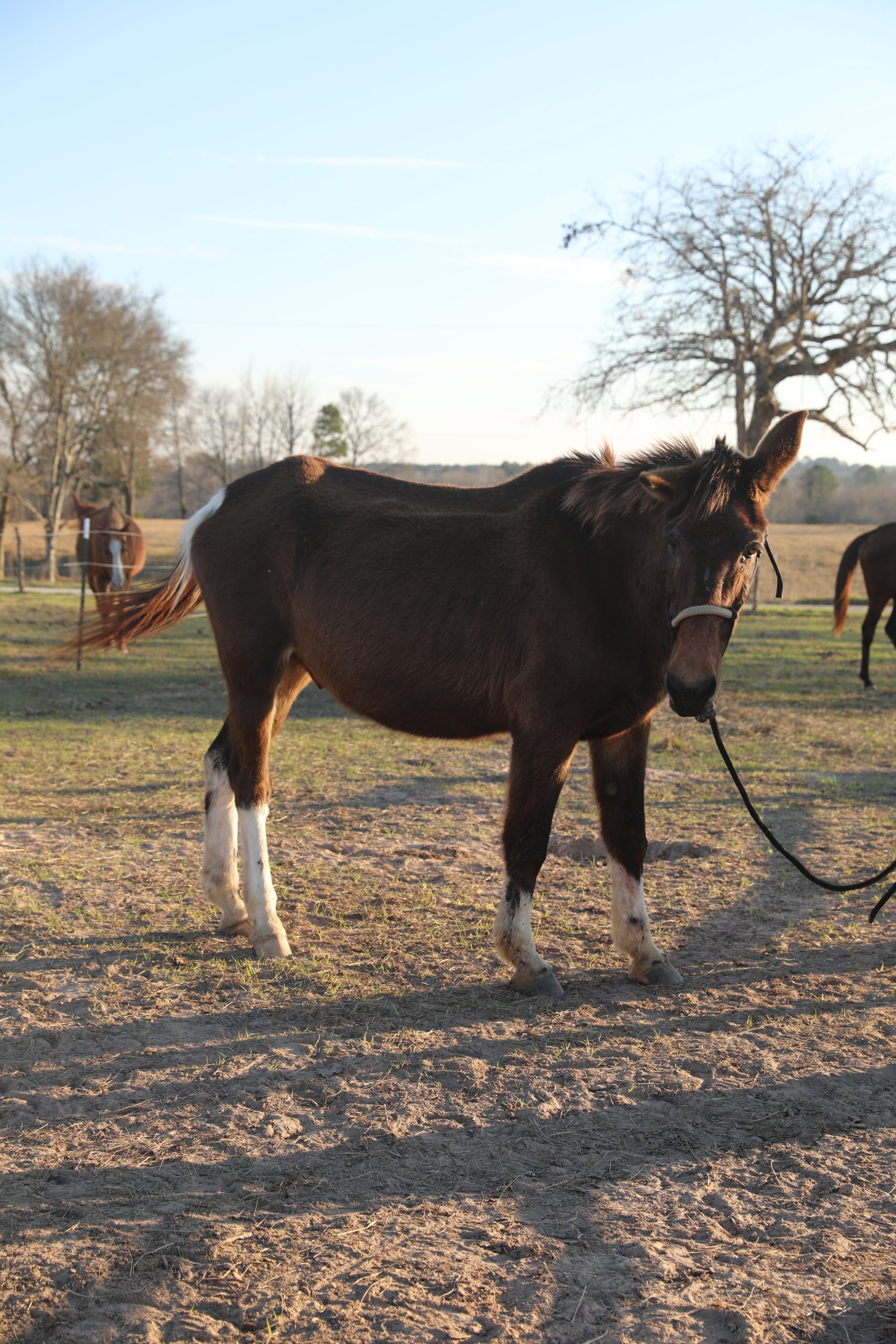 bluey (copy) bluey (copy)