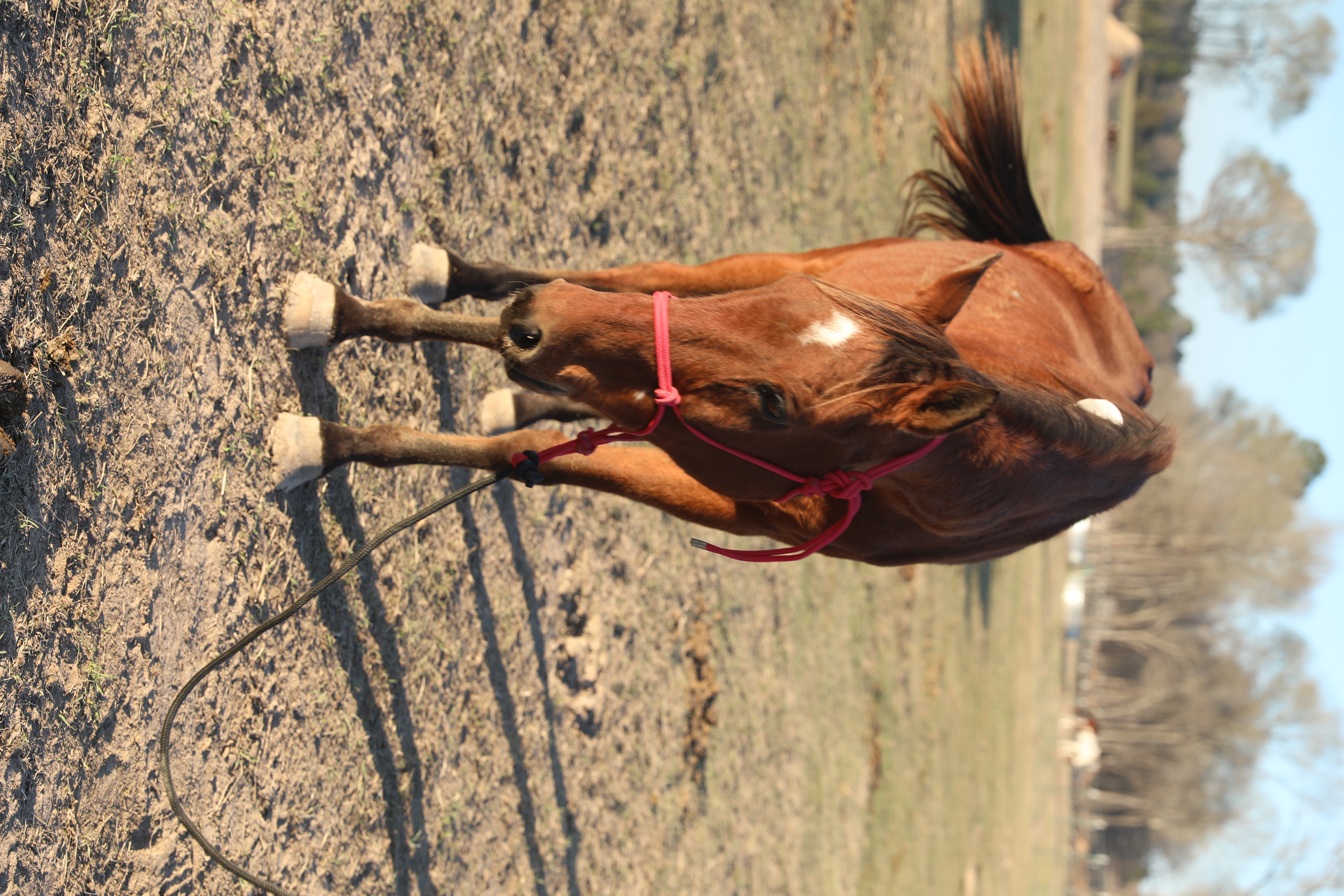 chili (copy) chili (copy)