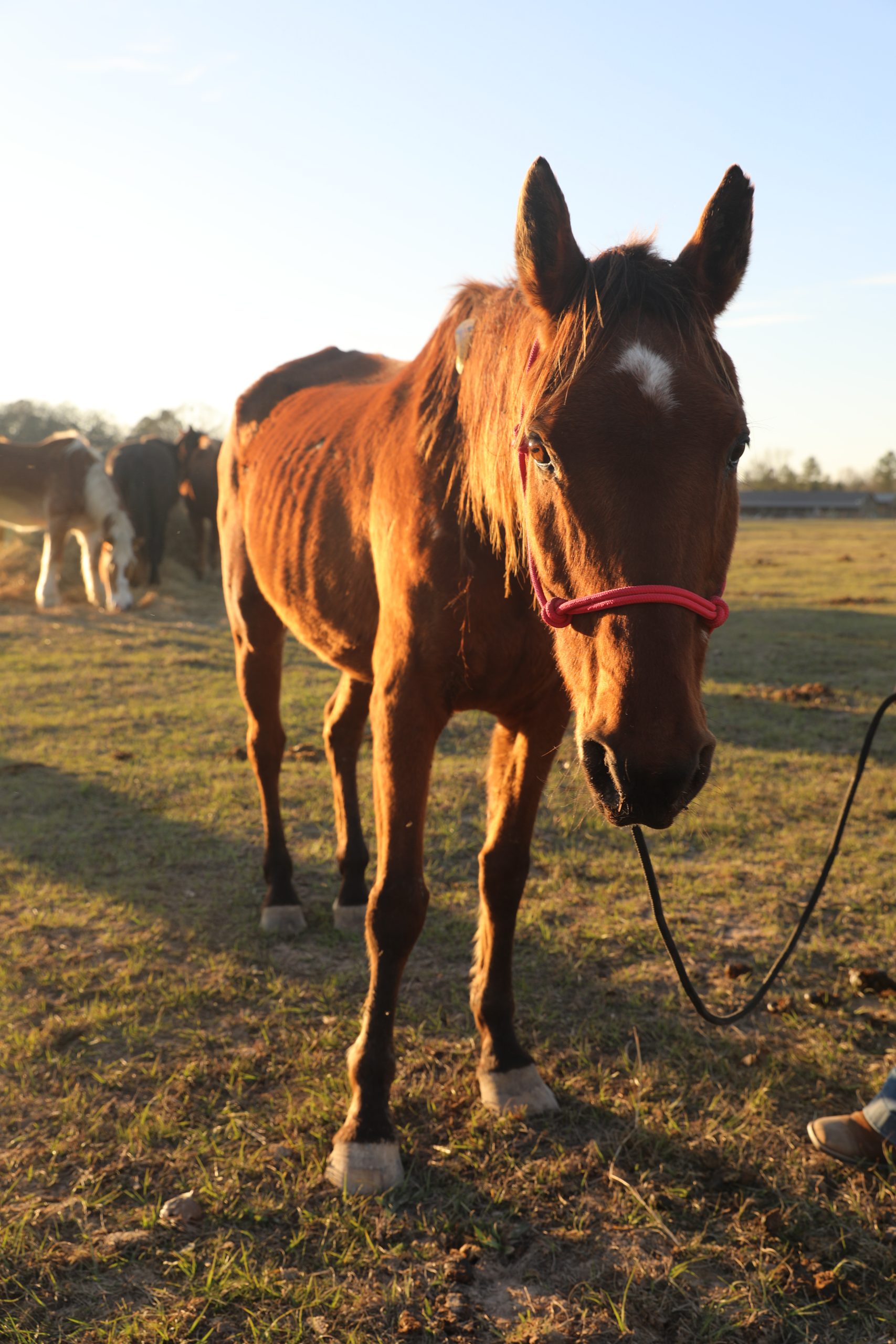 chili (copy) chili (copy)