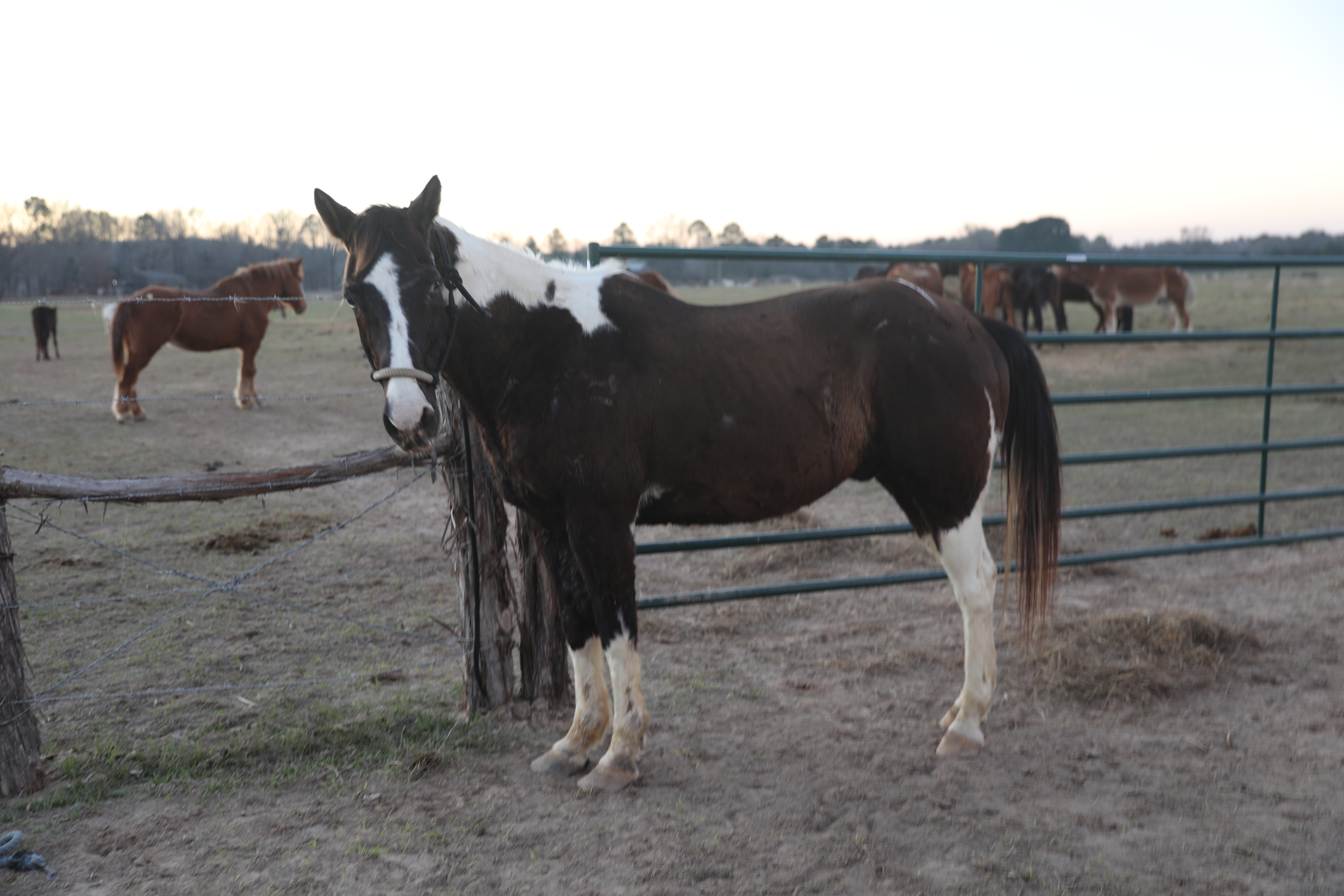 raven (copy) raven (copy)