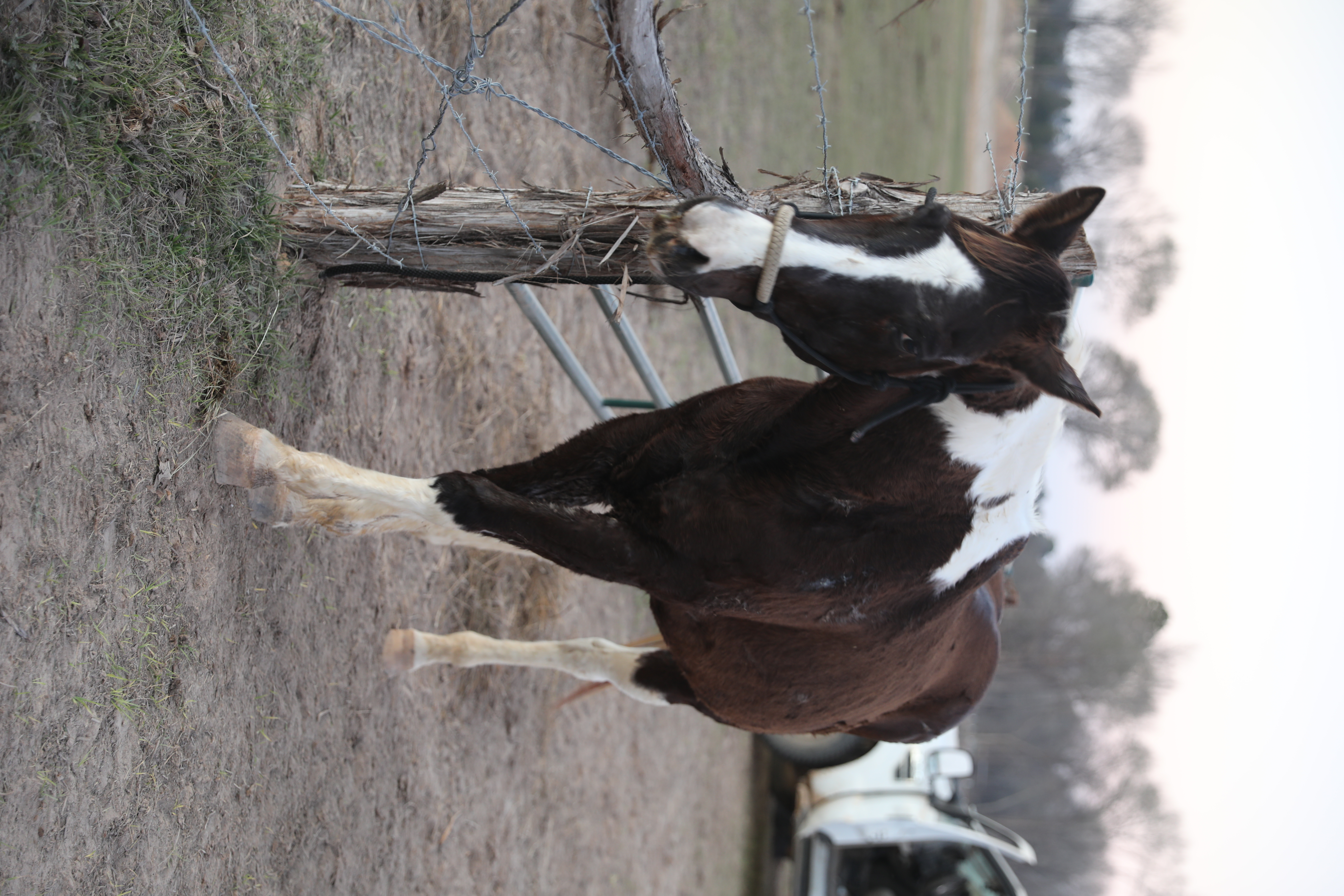 raven (copy) raven (copy)