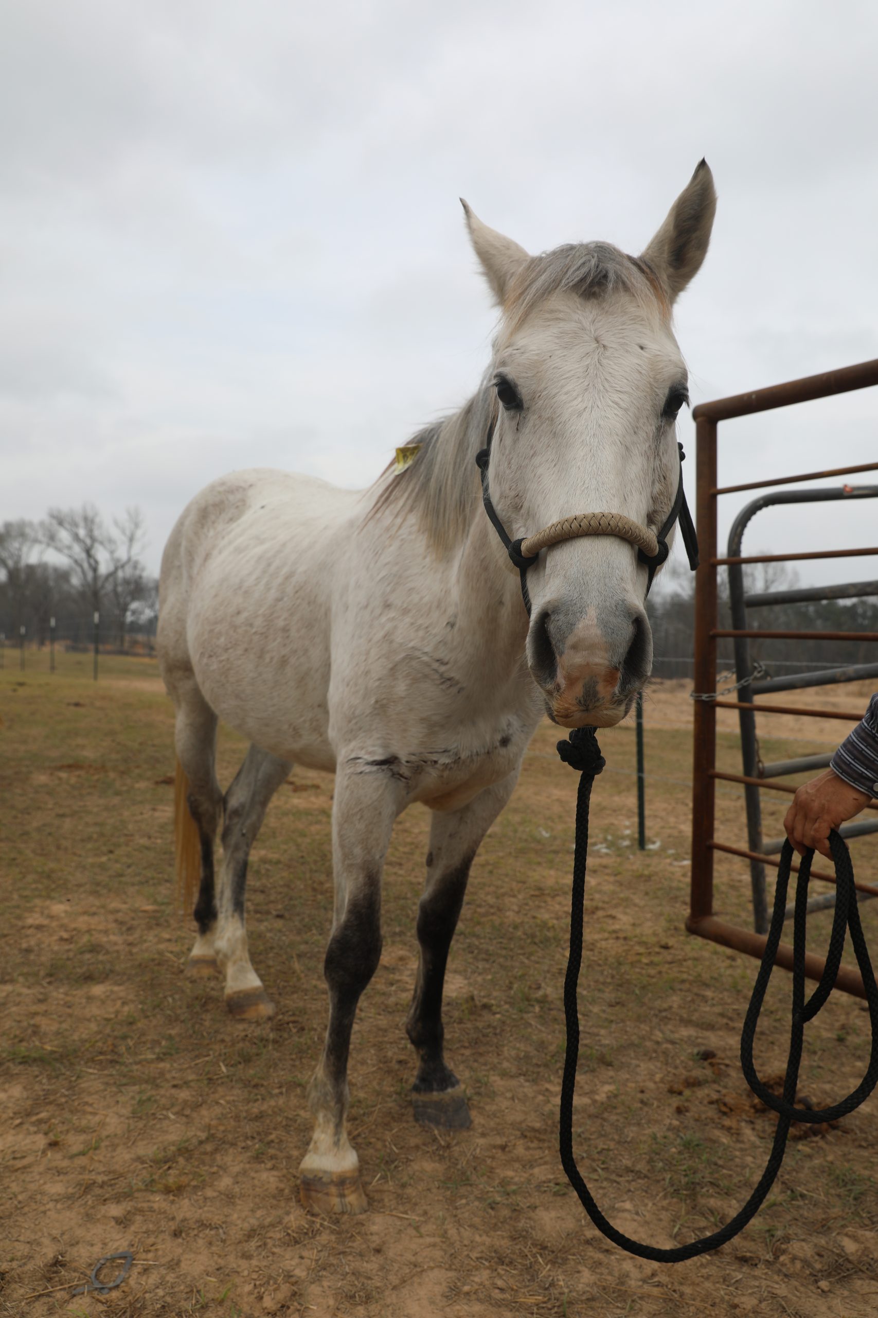 susan (copy) susan (copy)