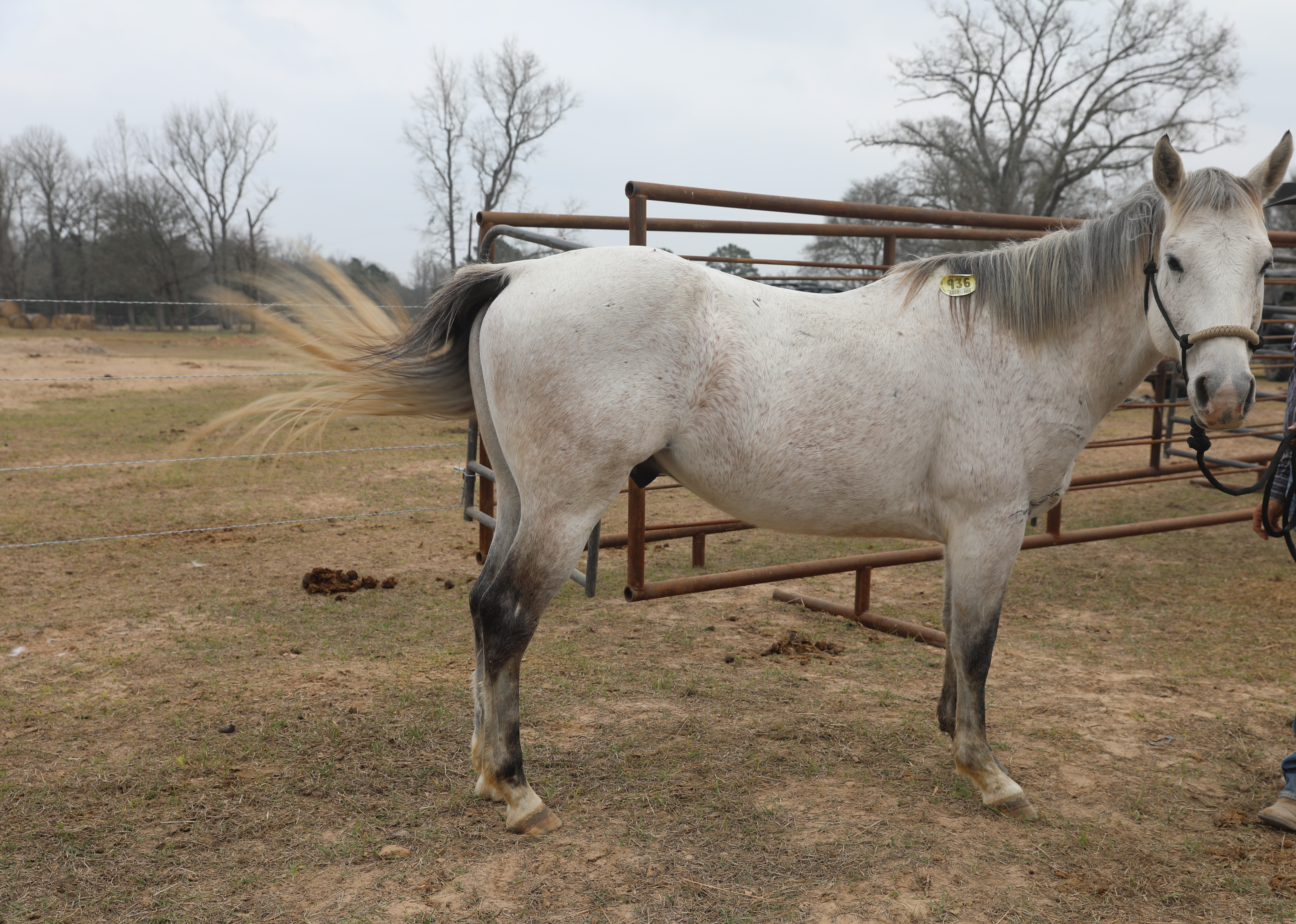 susan (copy) susan (copy)