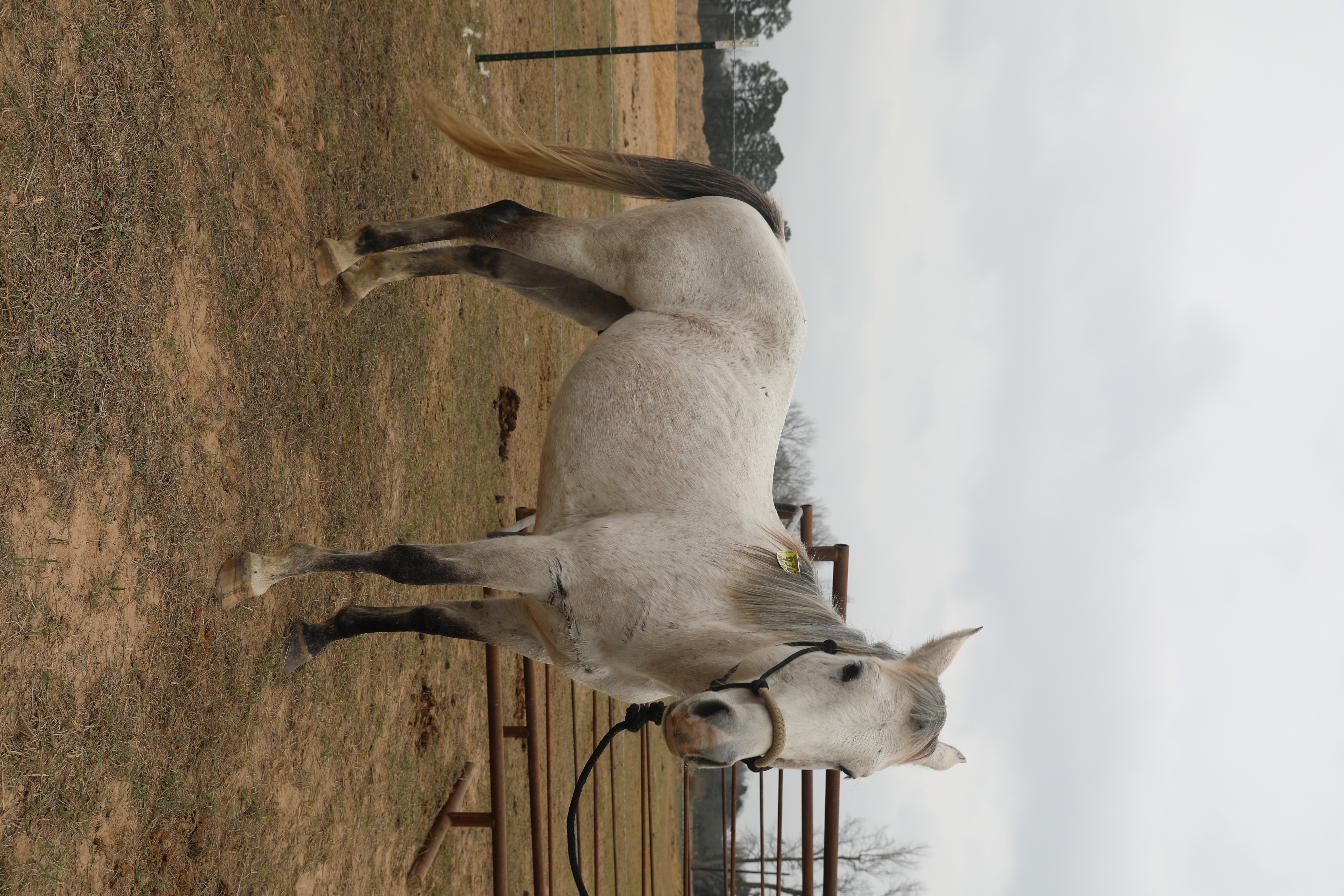 susan (copy) susan (copy)