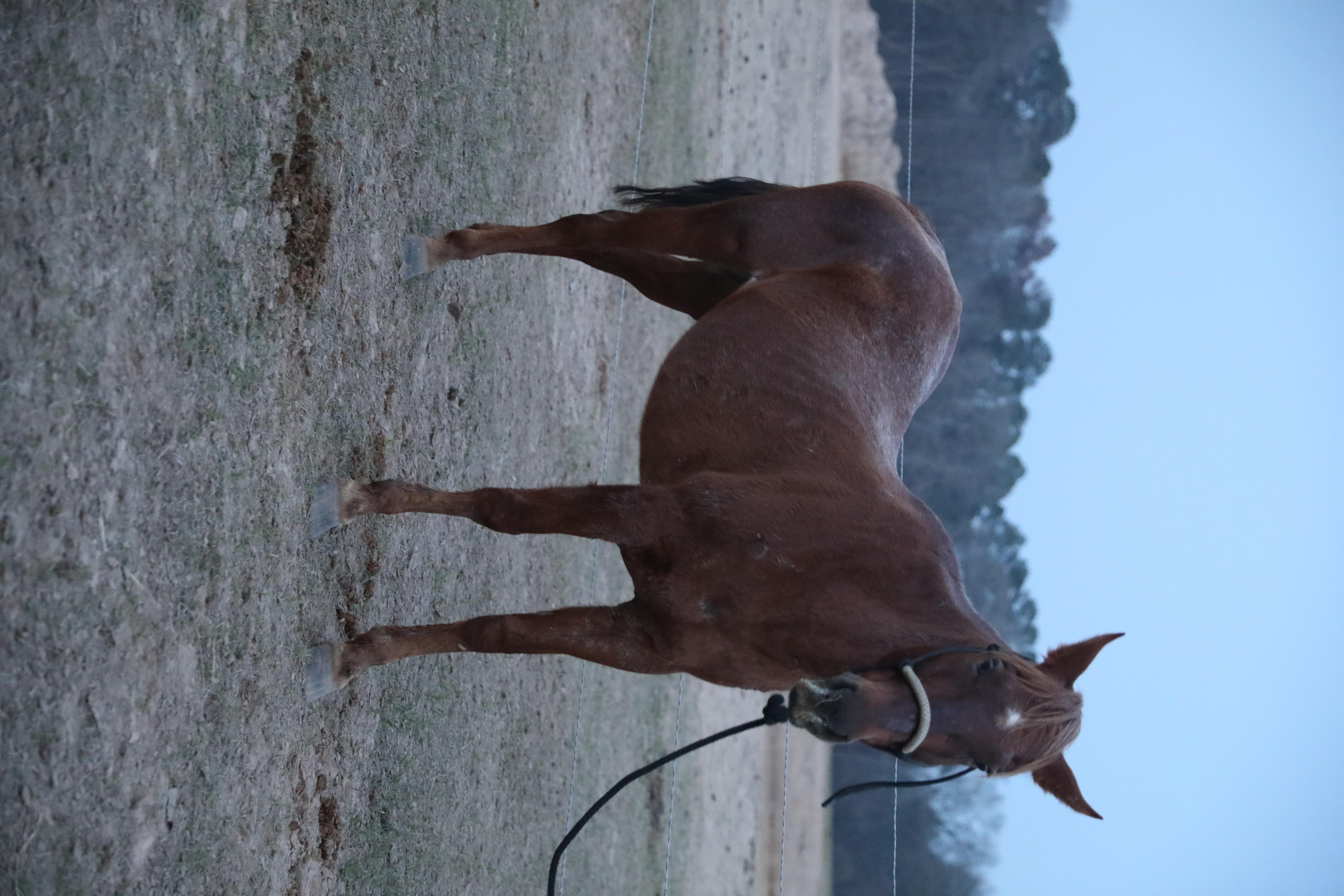 clover (copy) clover (copy)