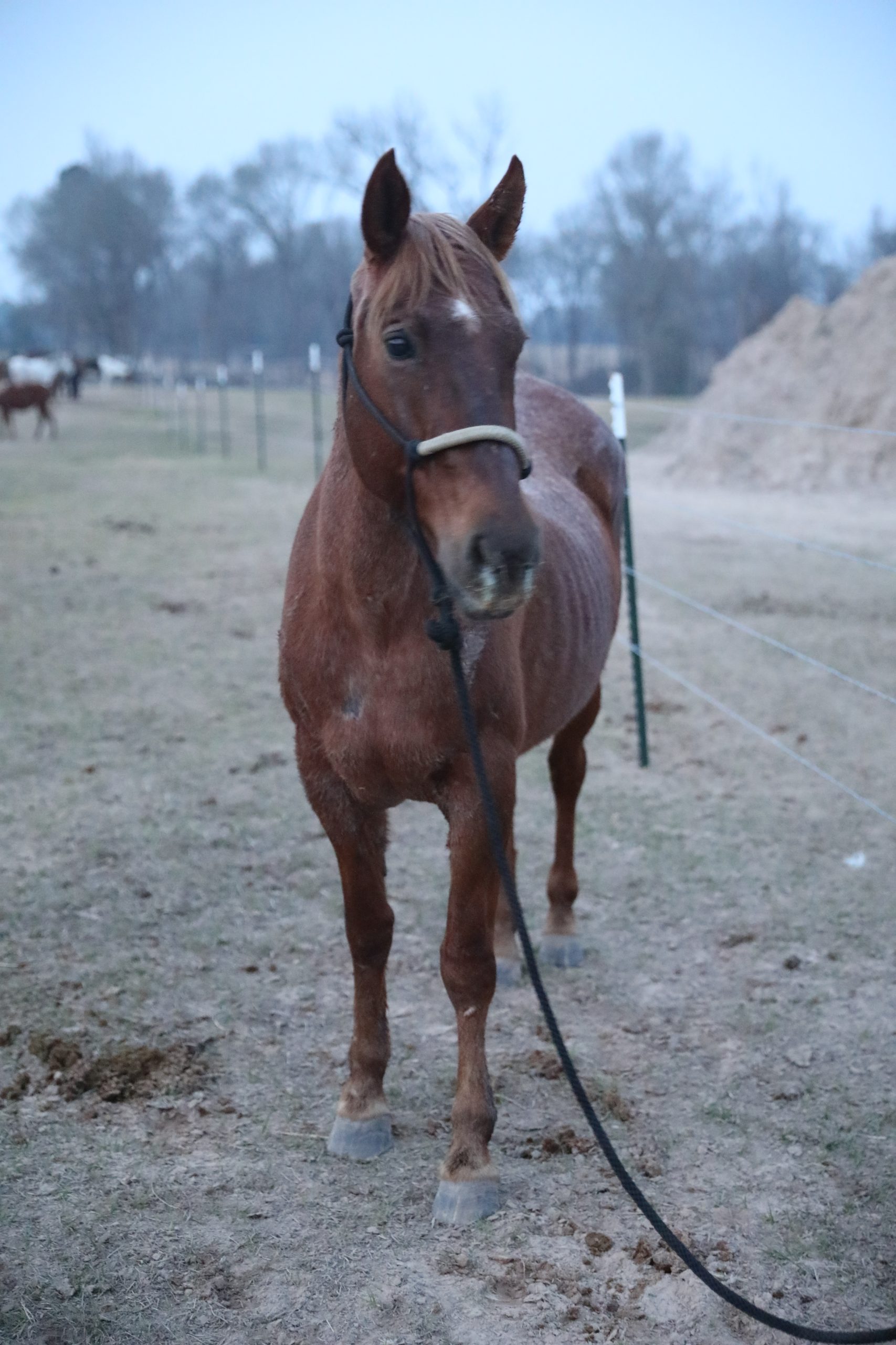 clover (copy) clover (copy)