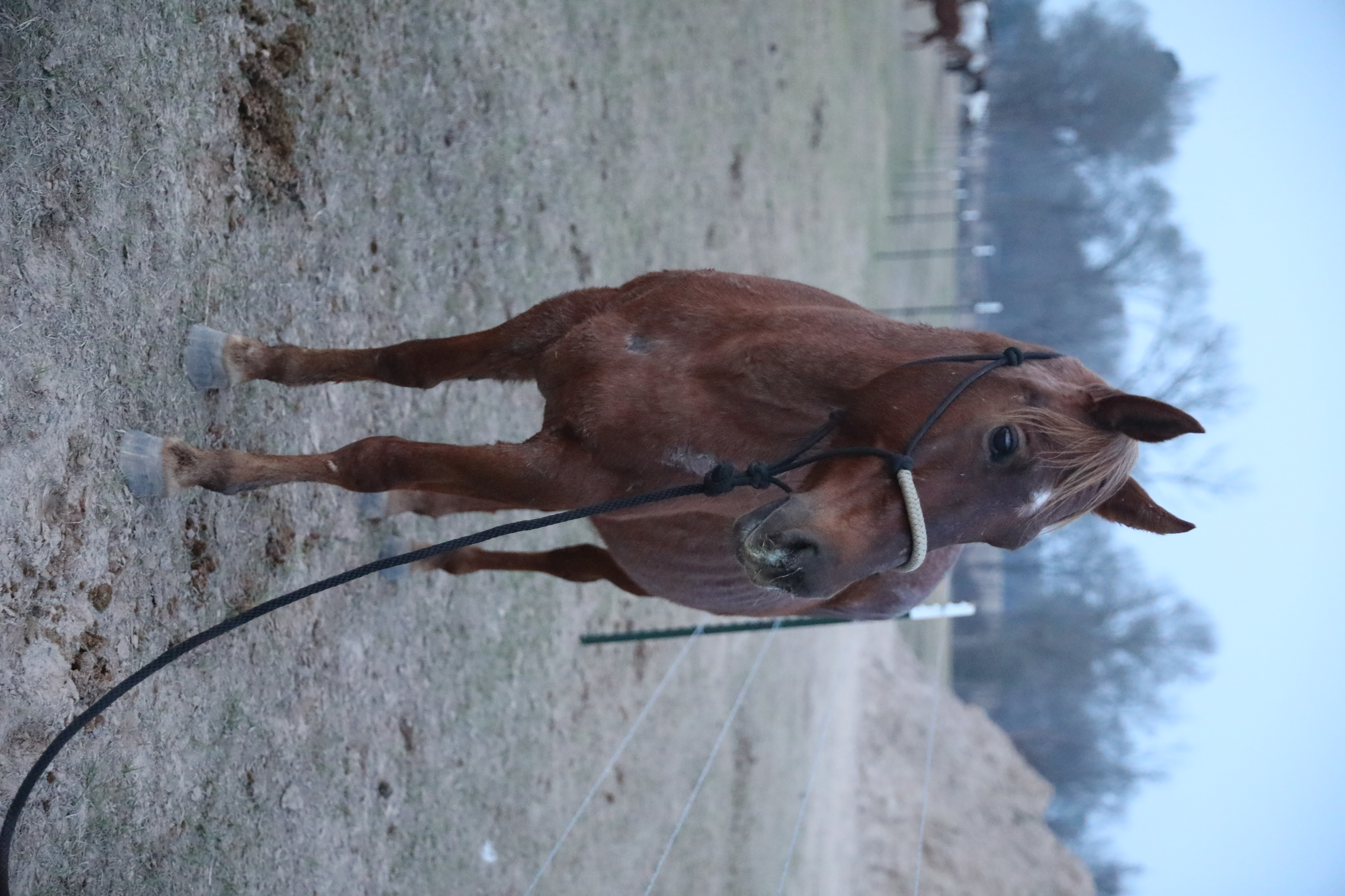 clover (copy) clover (copy)