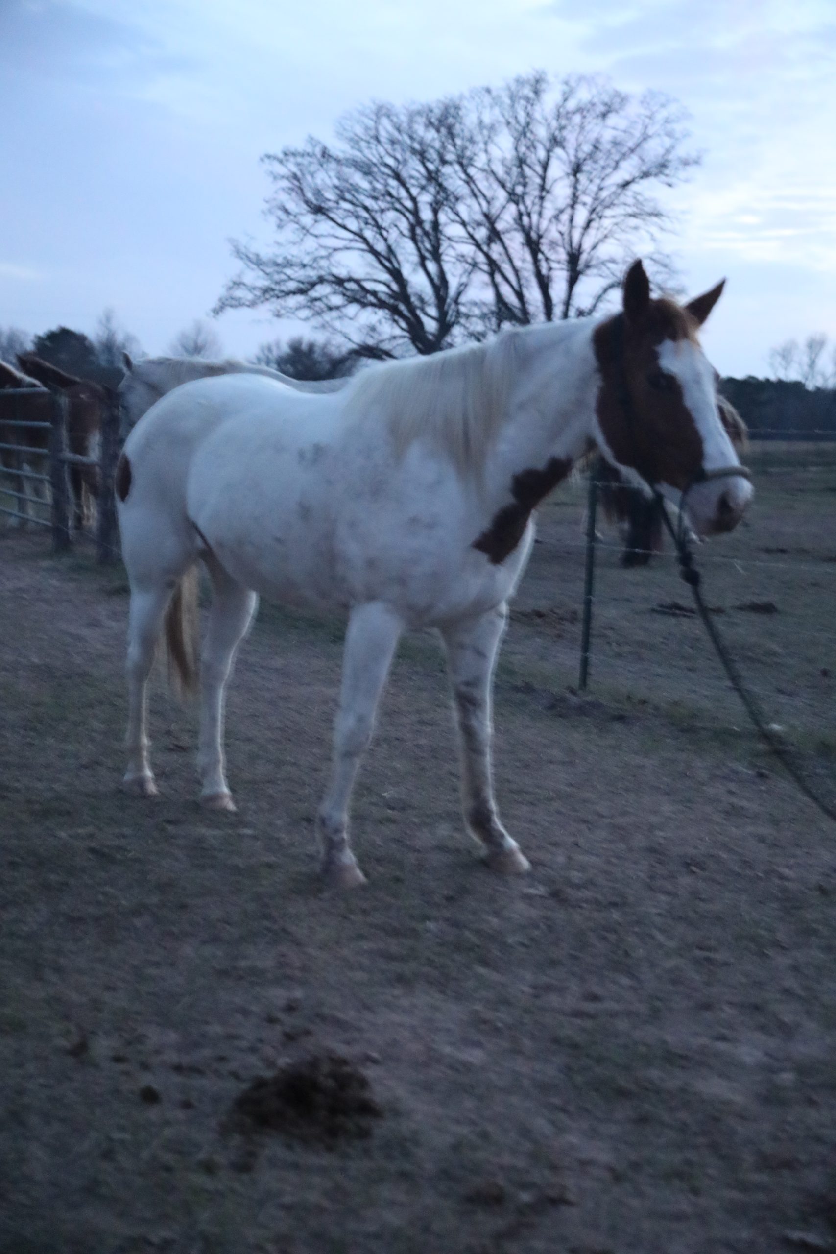 shiloh (copy) shiloh (copy)