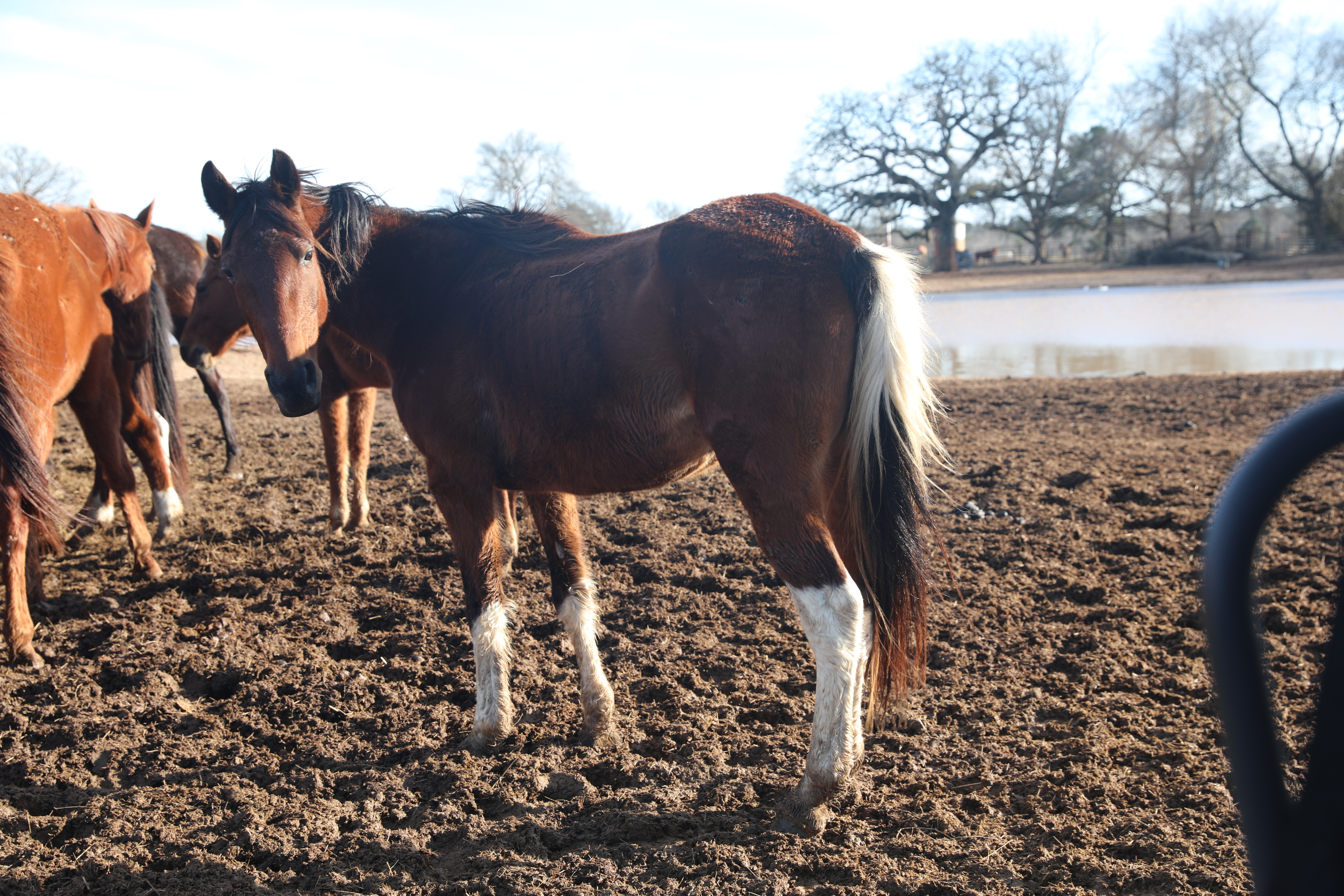 bluey (copy) bluey (copy)