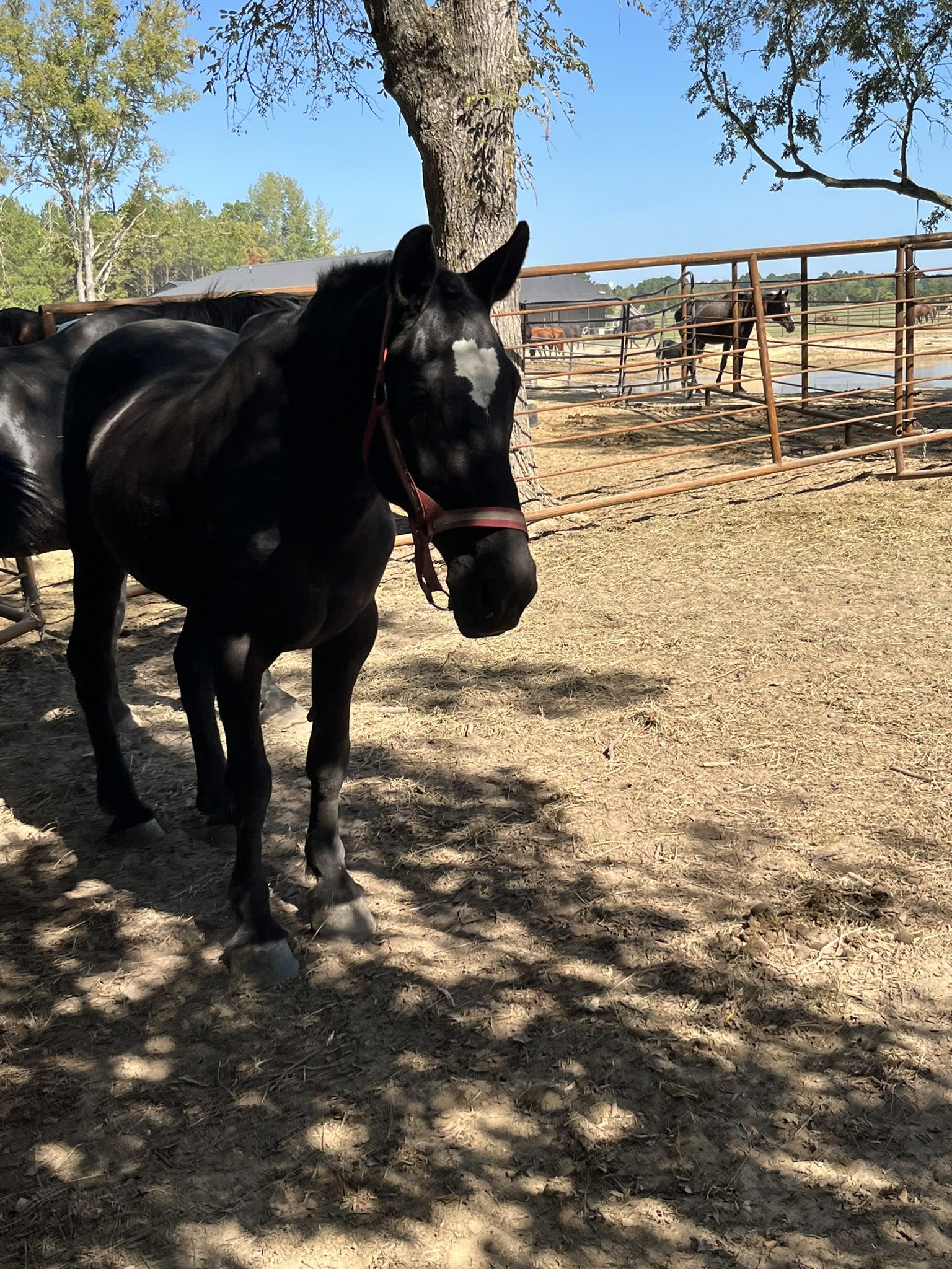 magnus (copy) magnus (copy)