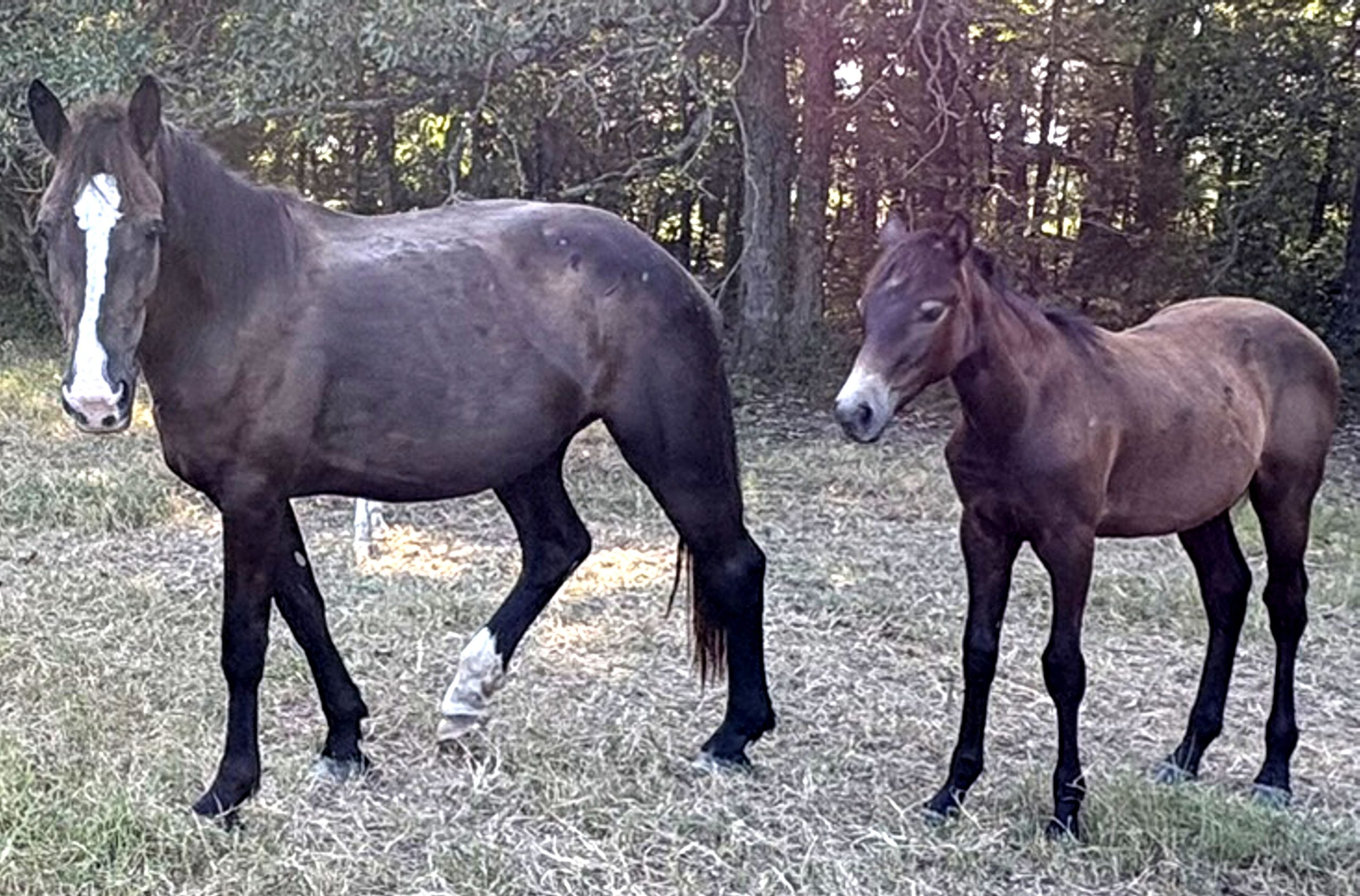 auto draft auto draft