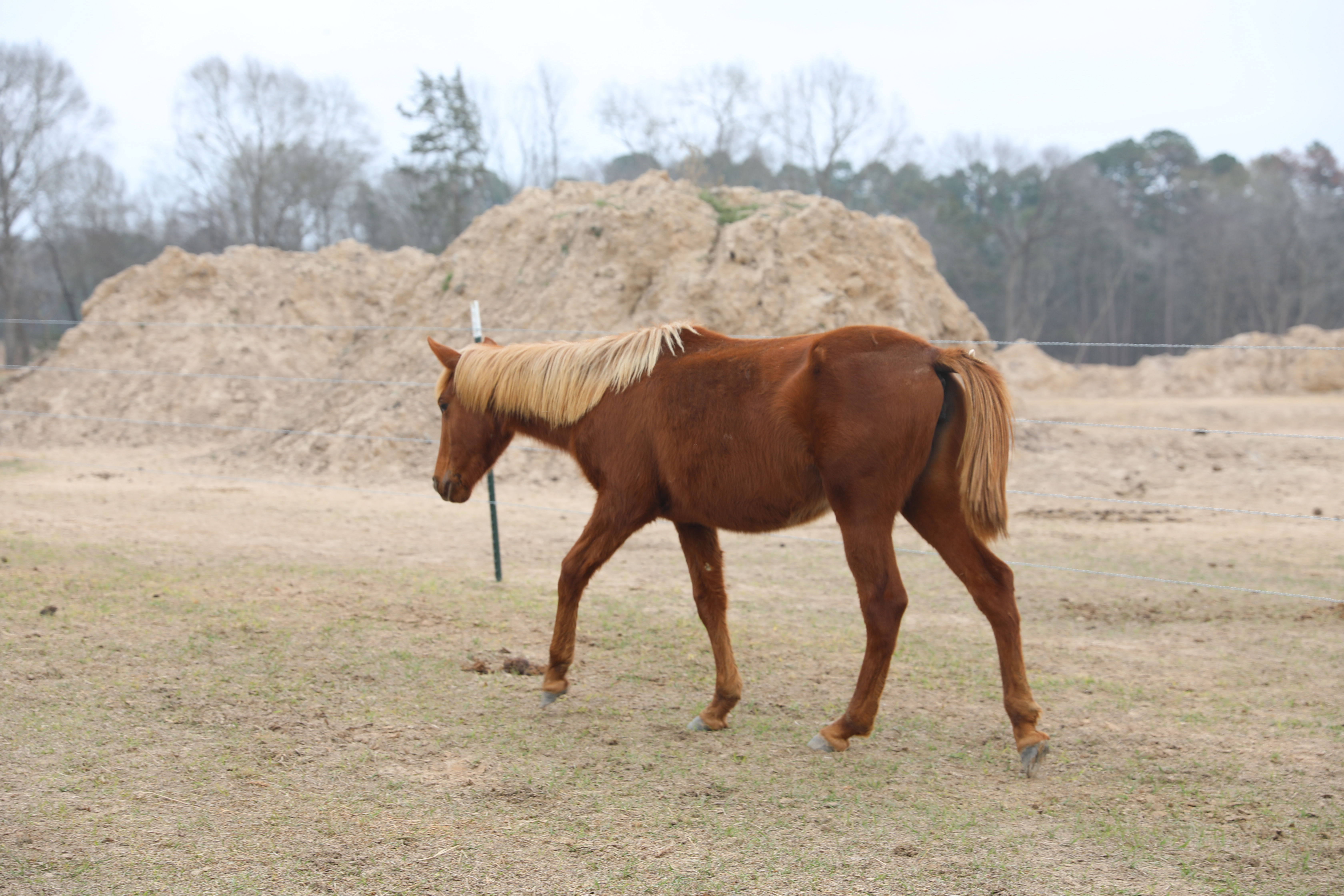 cain (copy) cain (copy)