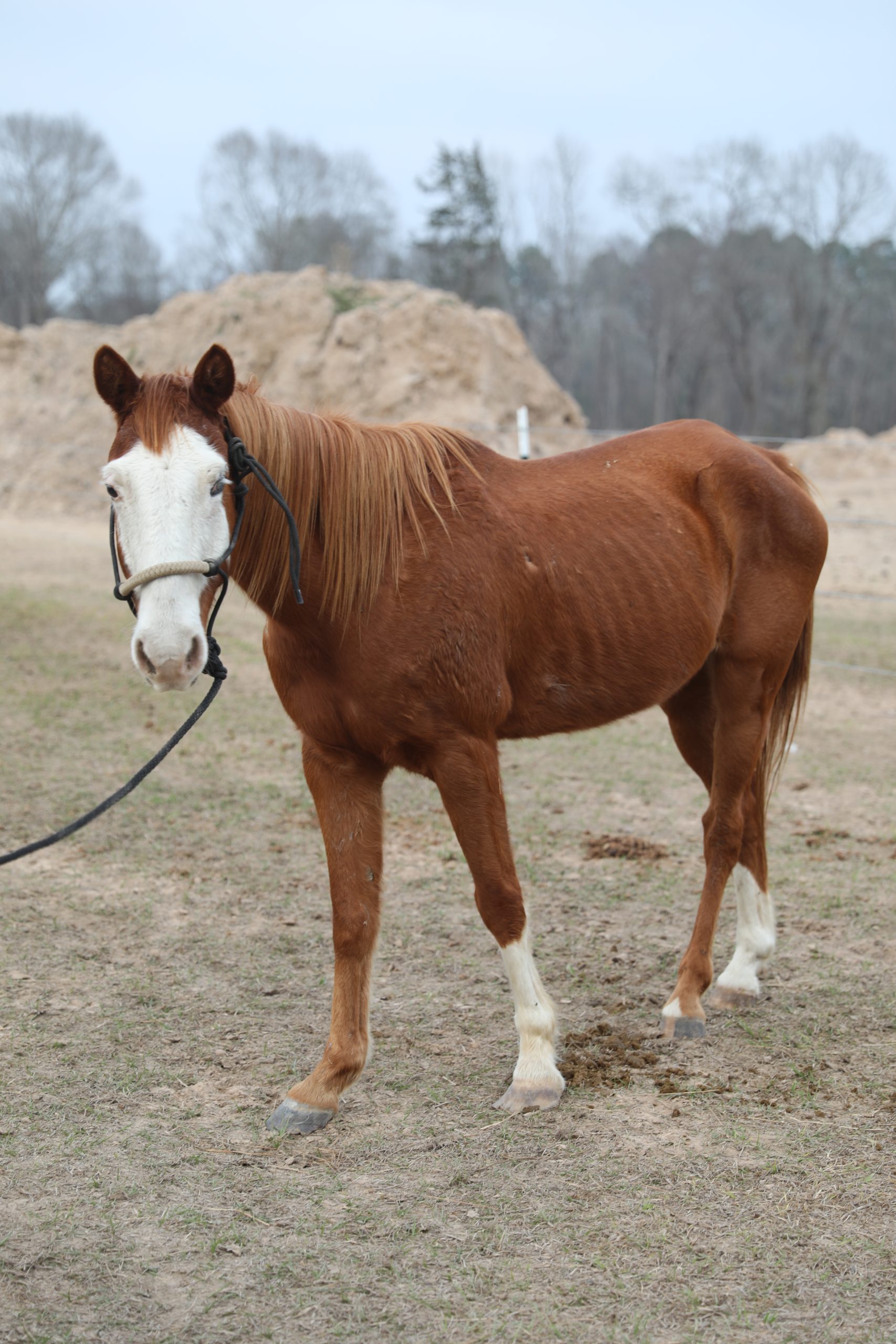 rhett (copy) rhett (copy)