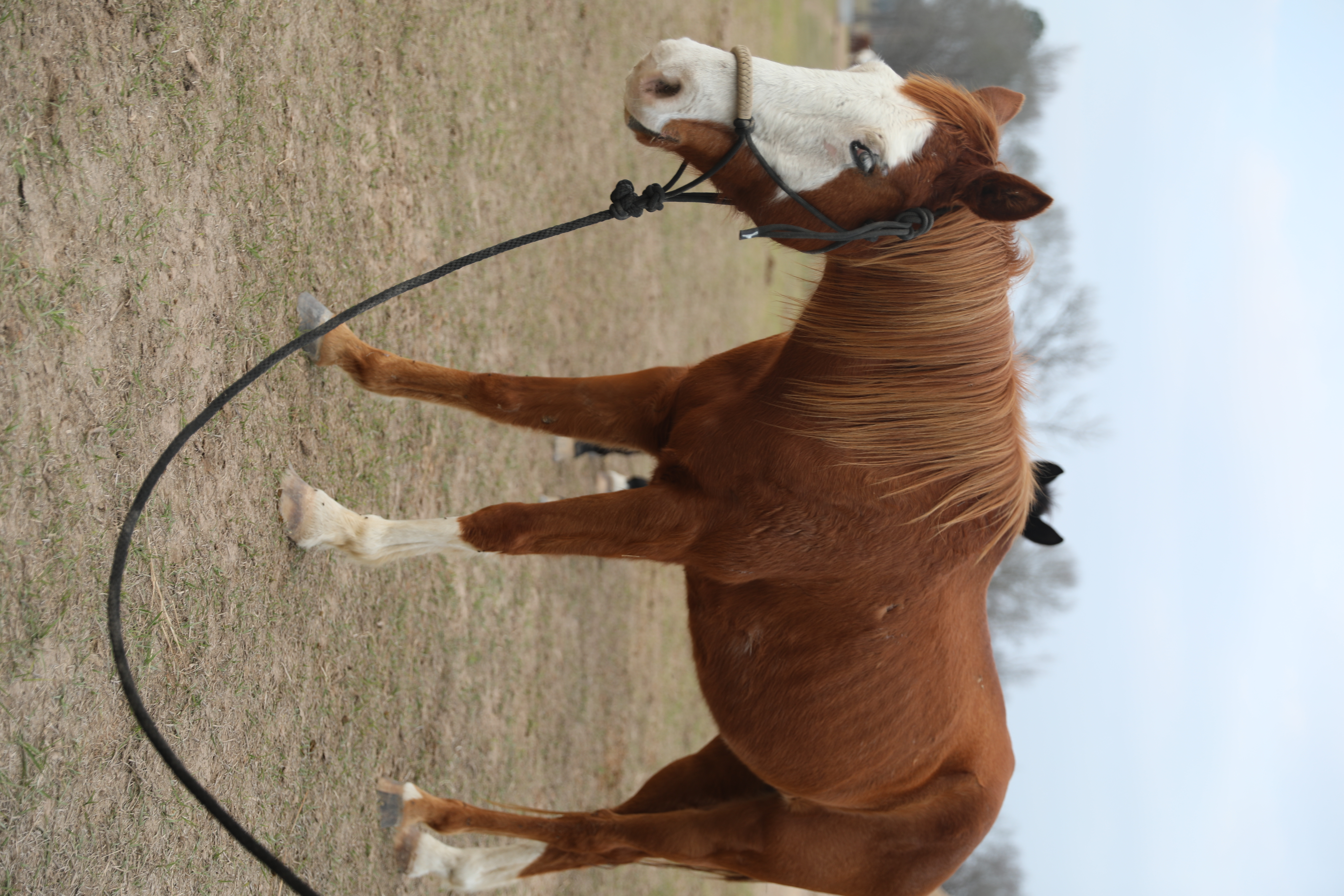 rhett (copy) rhett (copy)