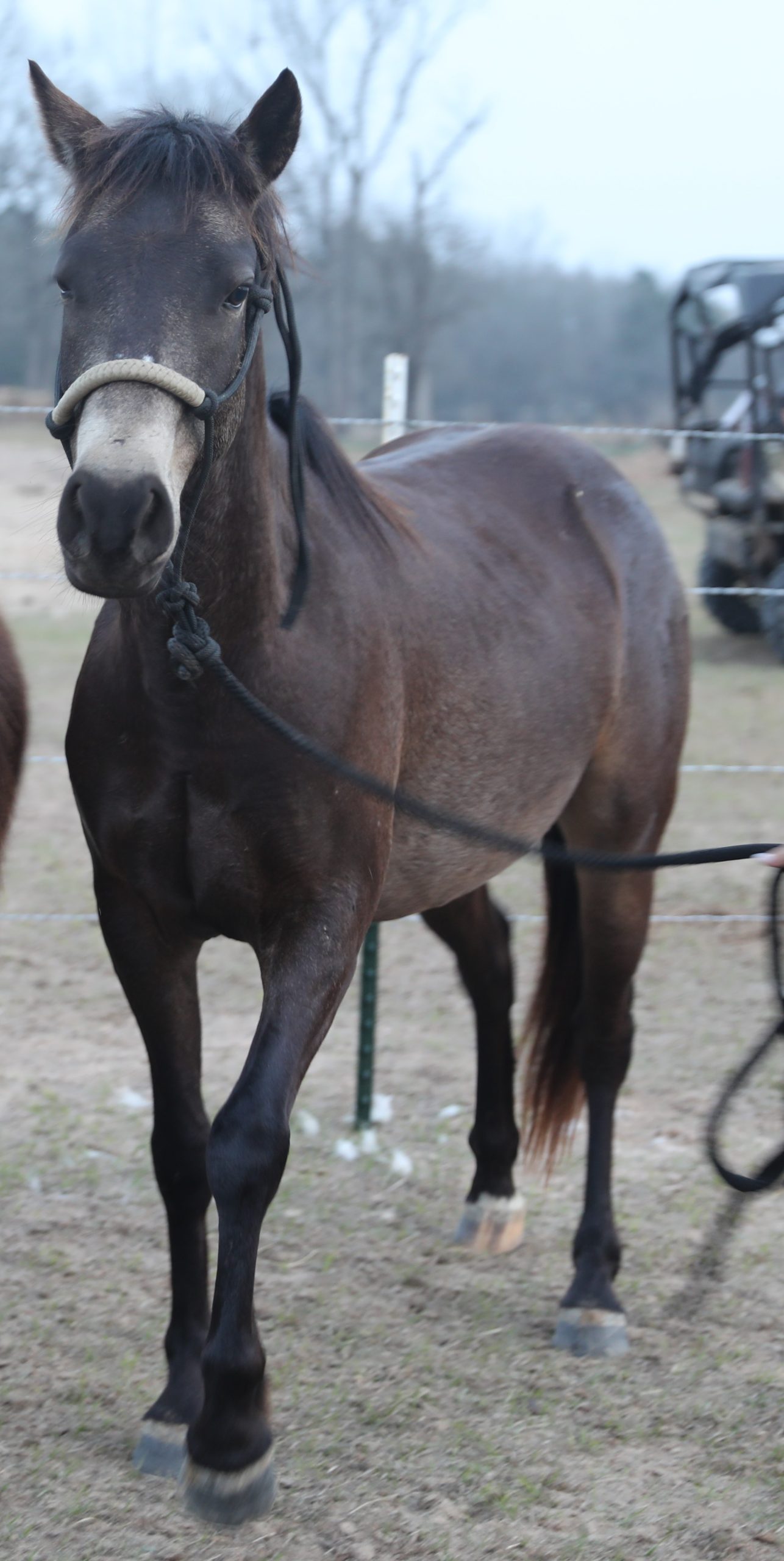 elmo (copy) elmo (copy)