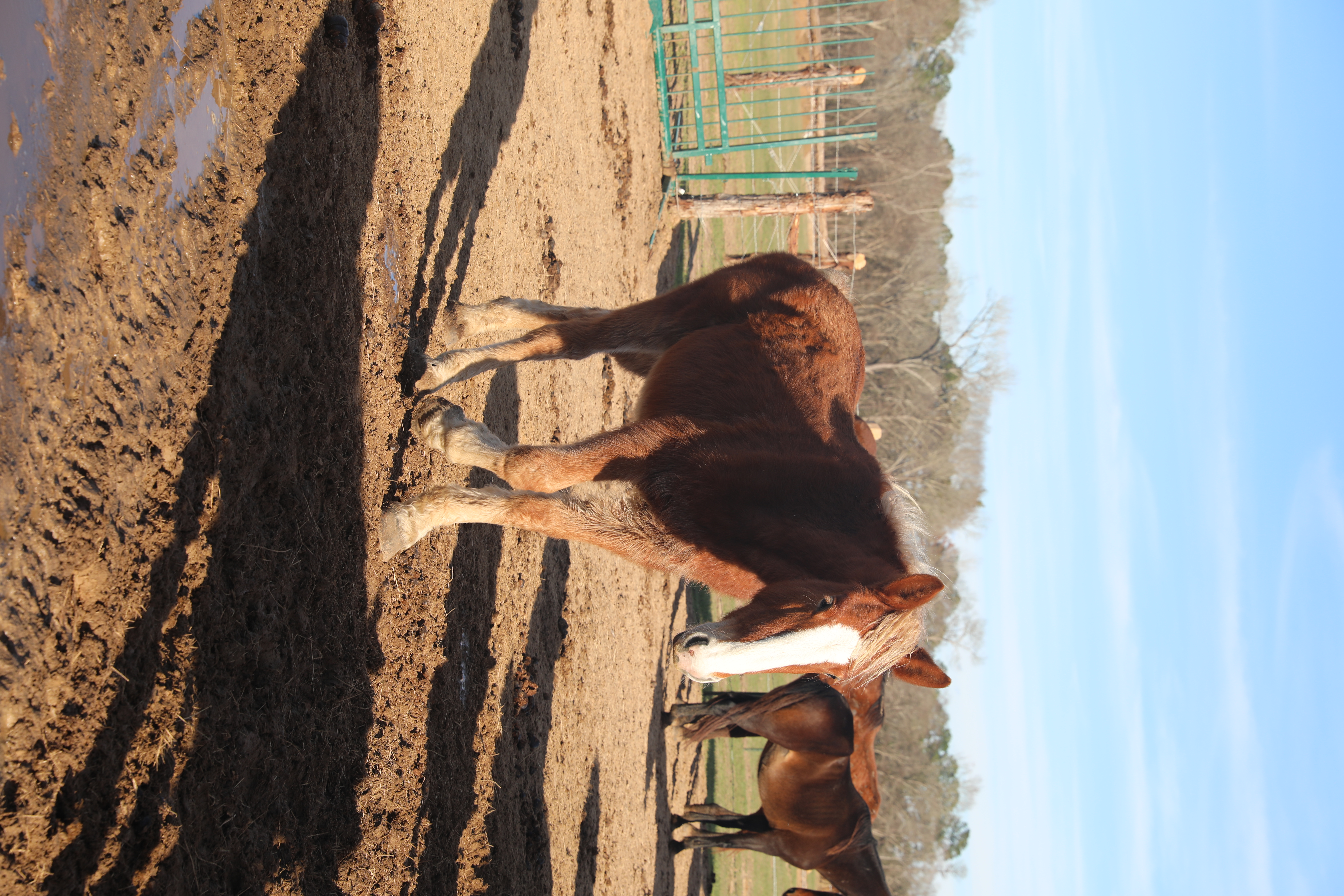 cain (copy) cain (copy)