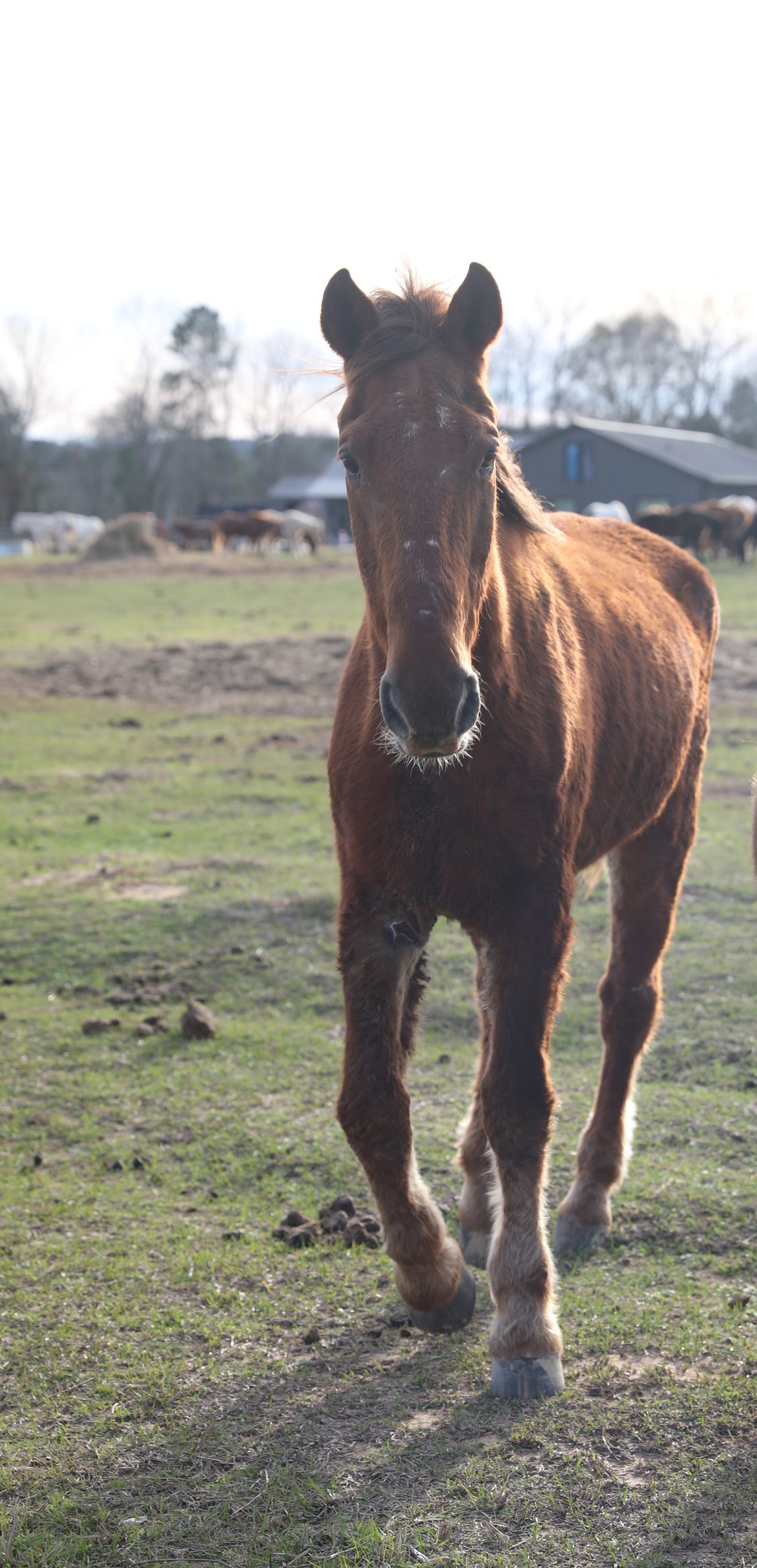 archer (copy) archer (copy)