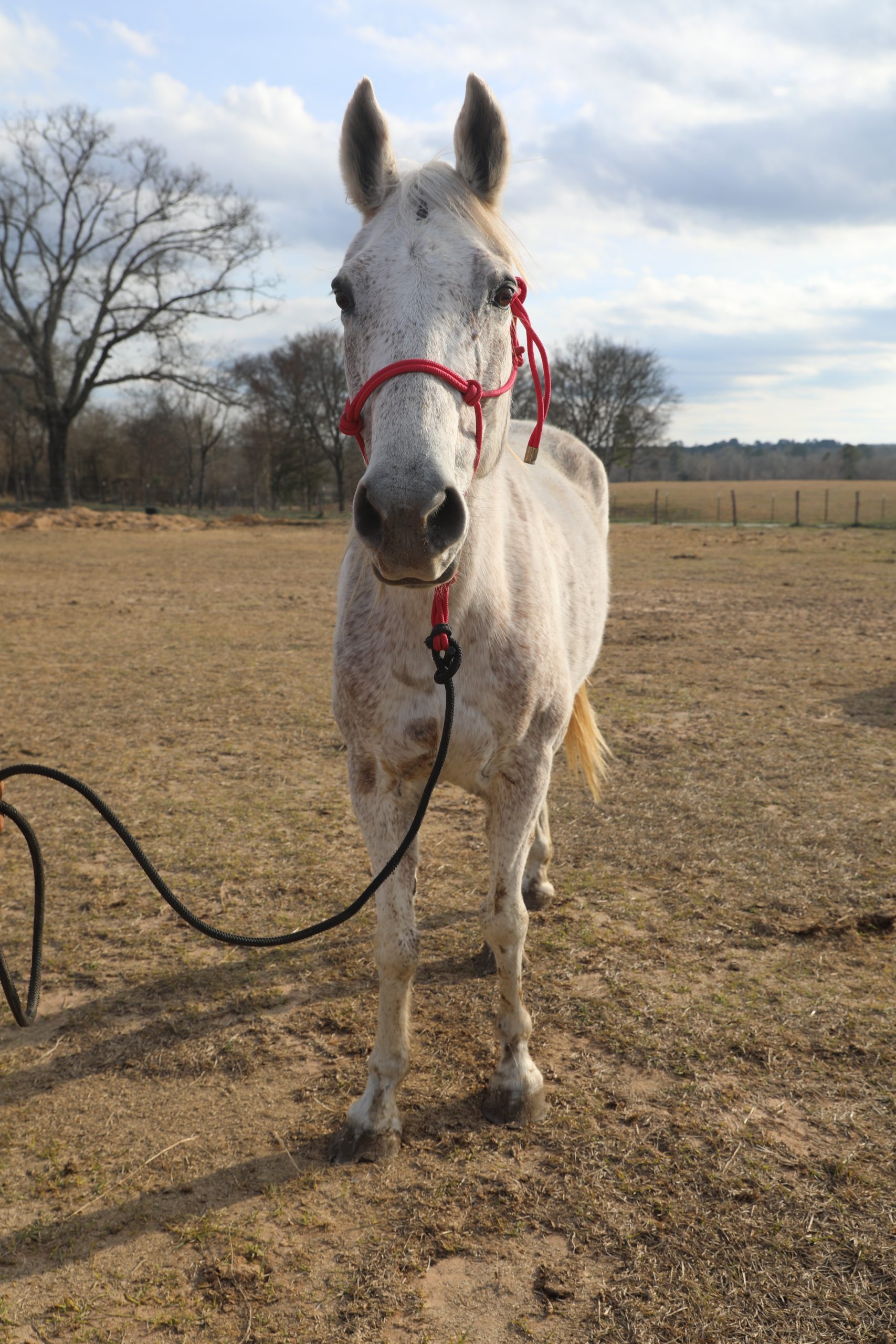 chris (copy) chris (copy)