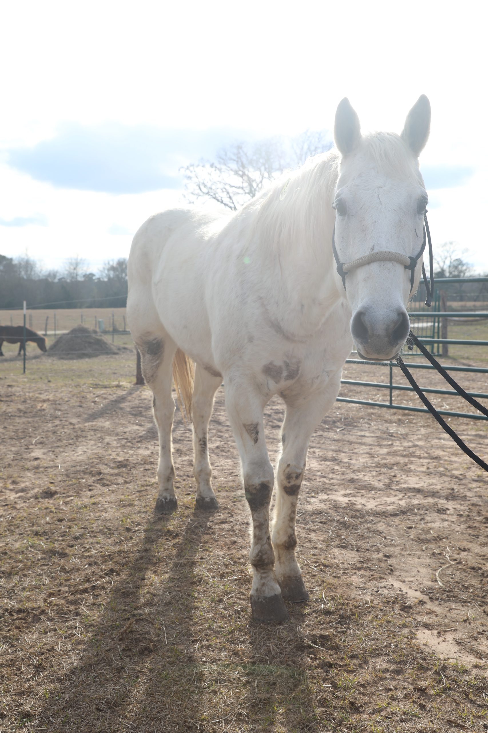 moses (copy) moses (copy)