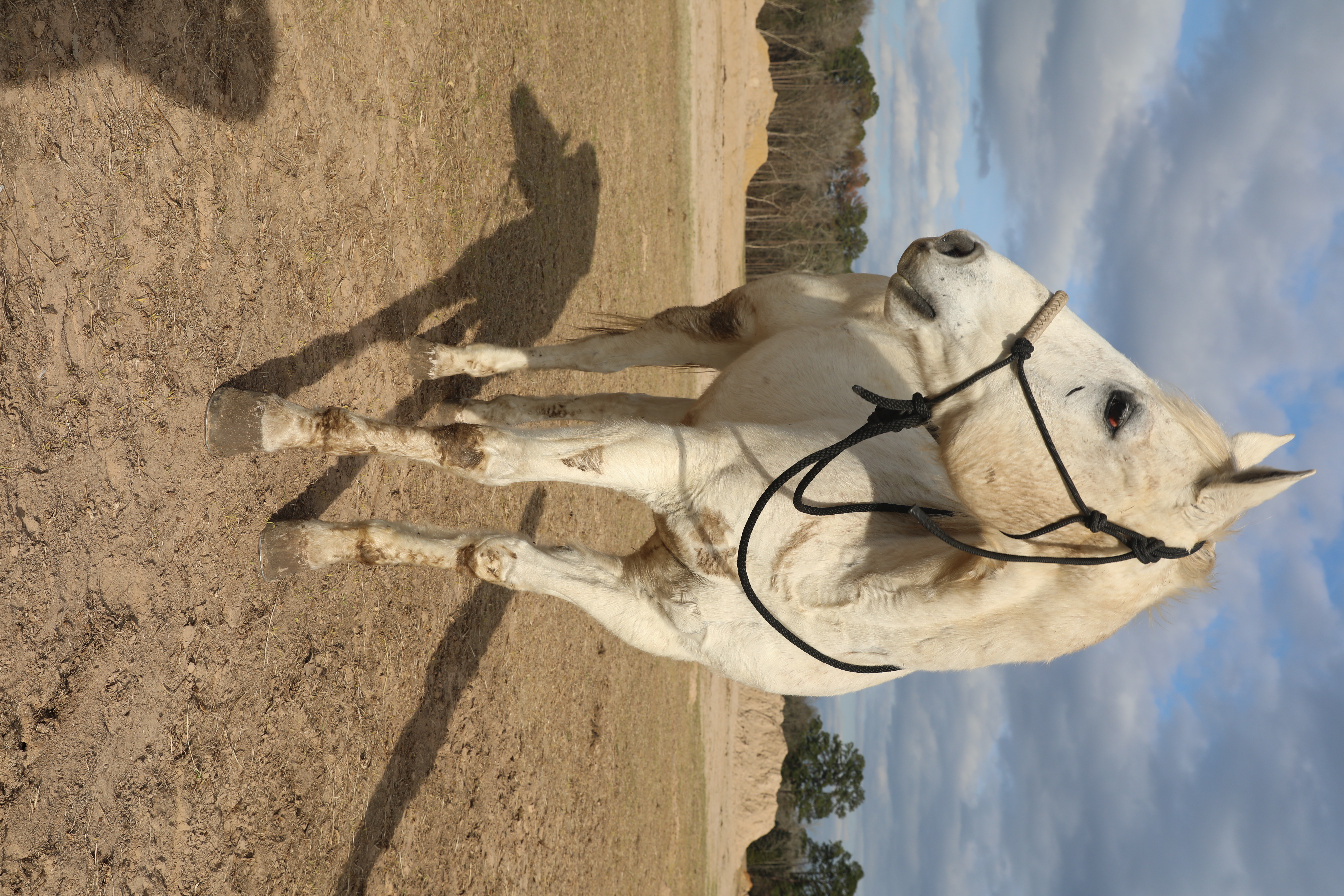 moses (copy) moses (copy)