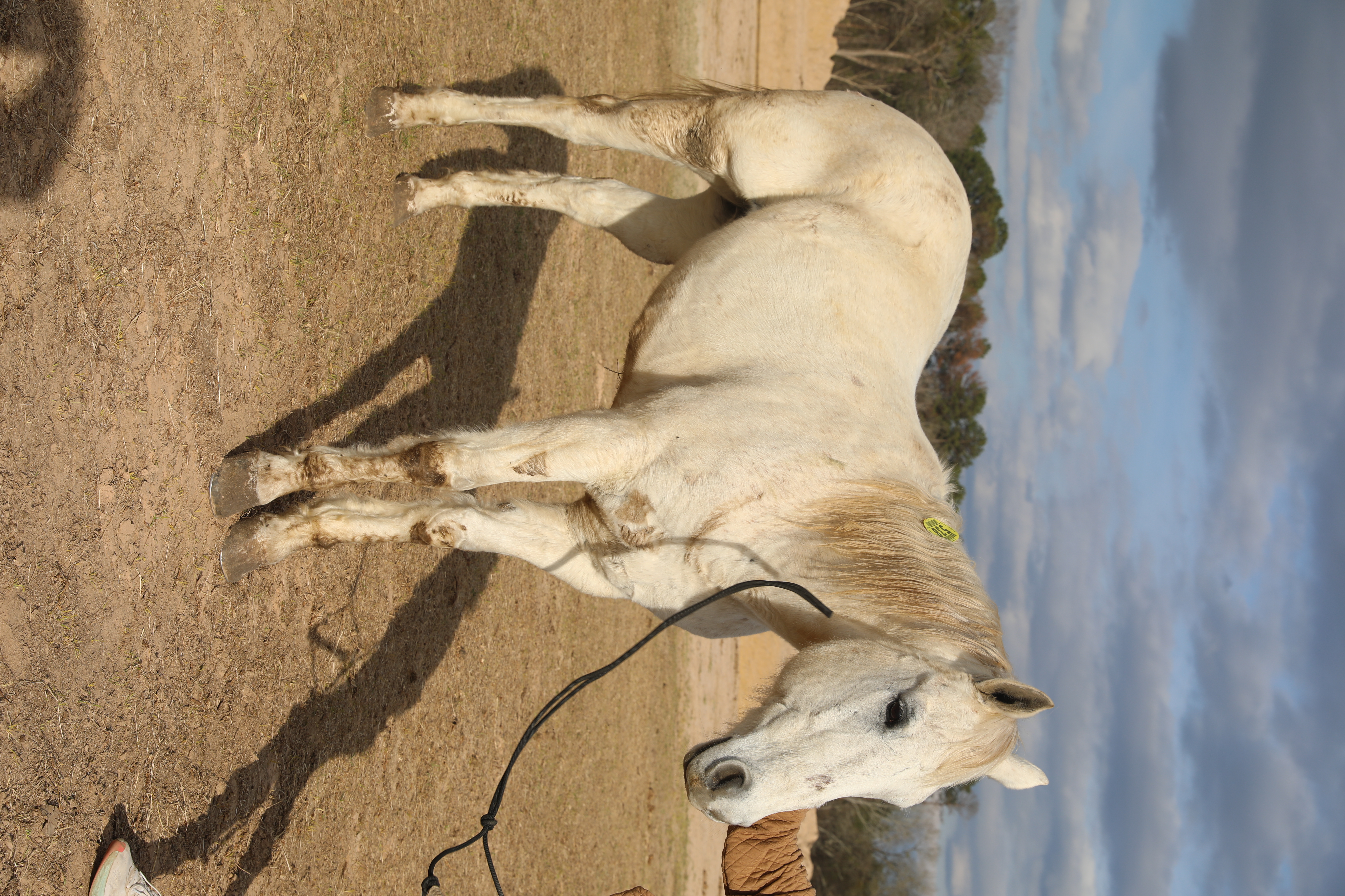 moses (copy) moses (copy)