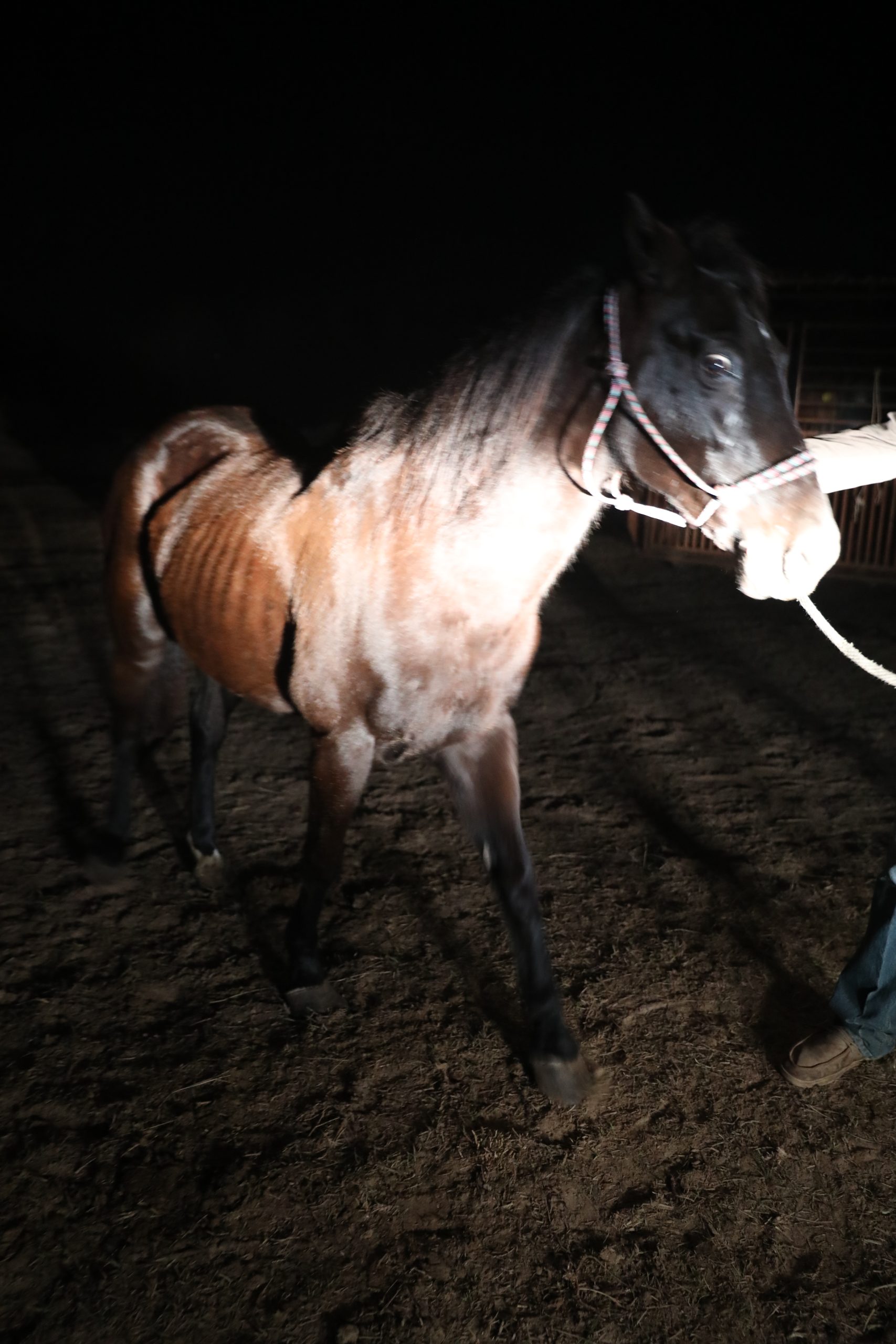 dory (copy) dory (copy)