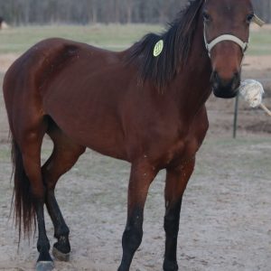 ember
