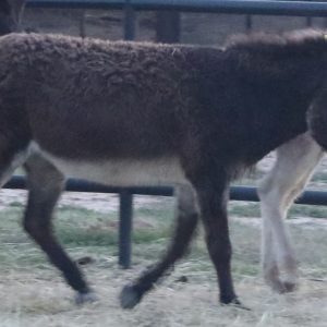 cecil